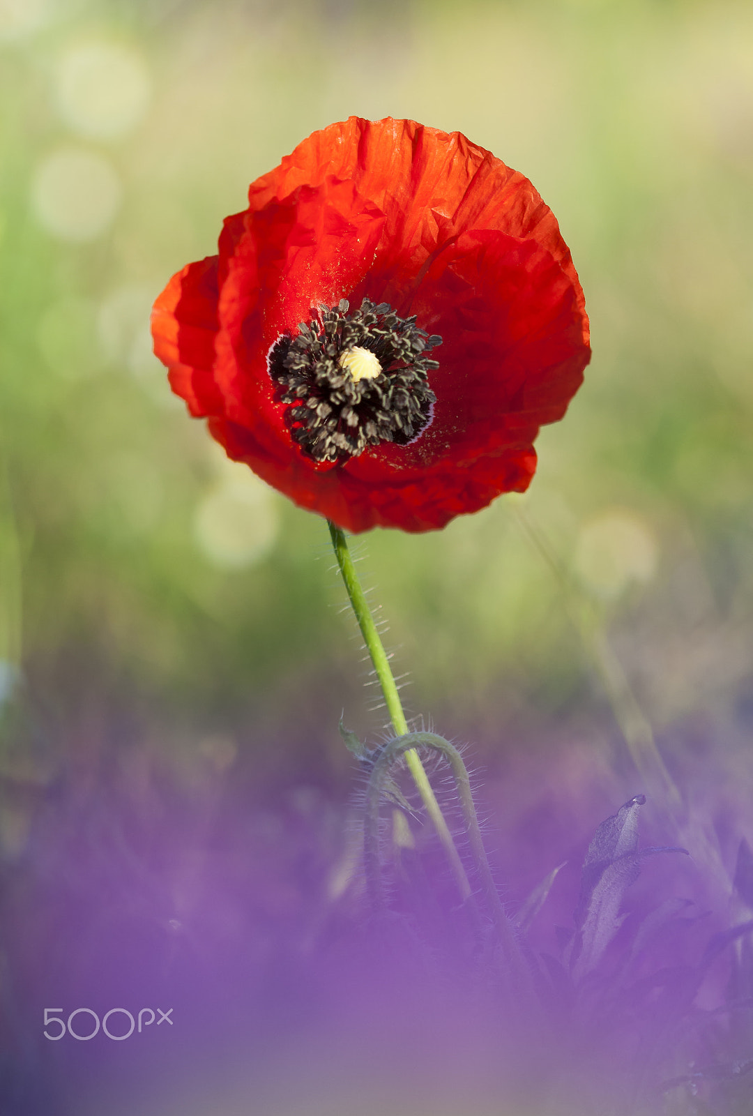 Canon EF 100mm F2.8 Macro USM sample photo. 20160430 doñana - 171 photography