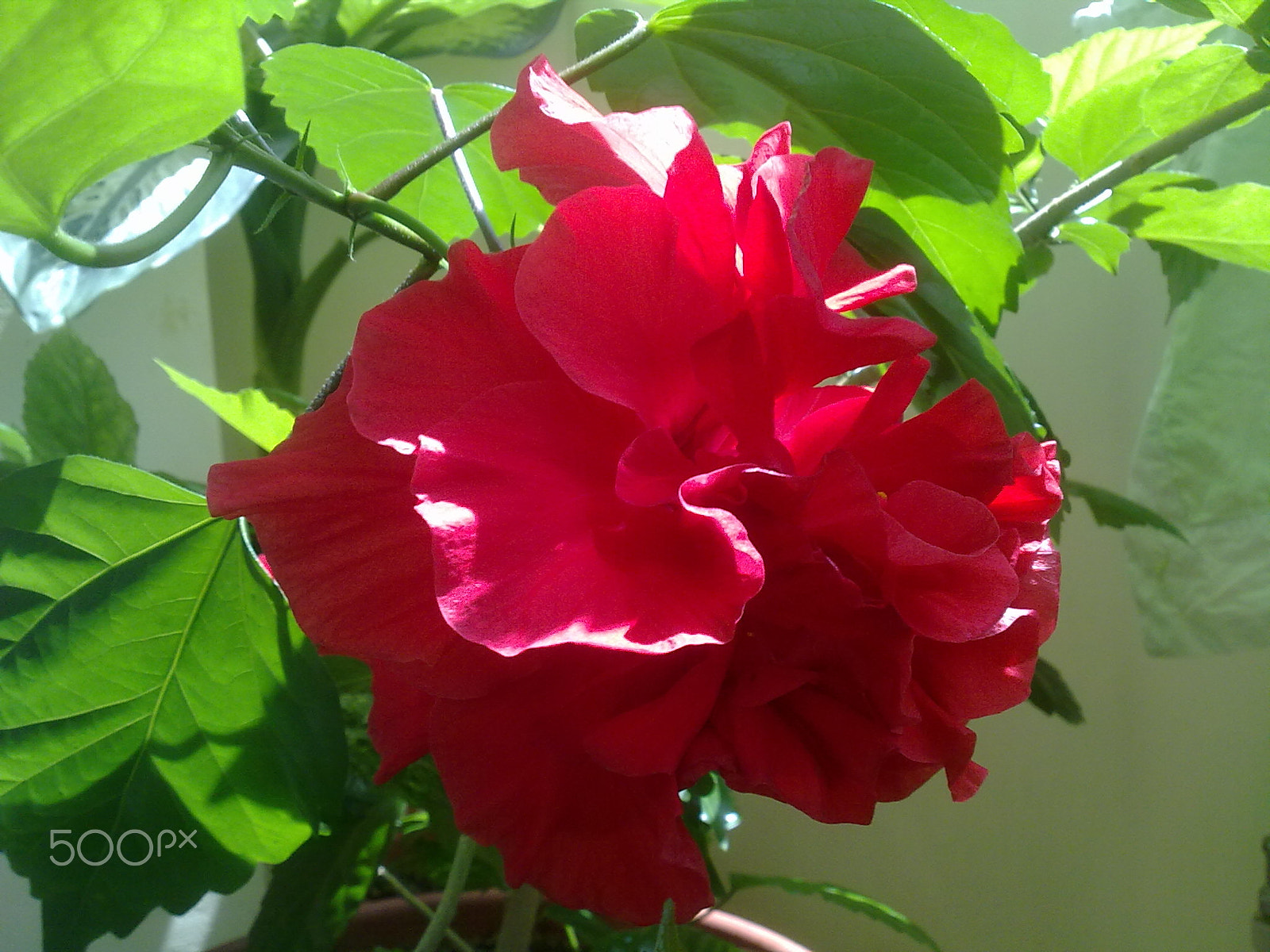 Nokia 5800 Xpres sample photo. Rose macro.jpg photography