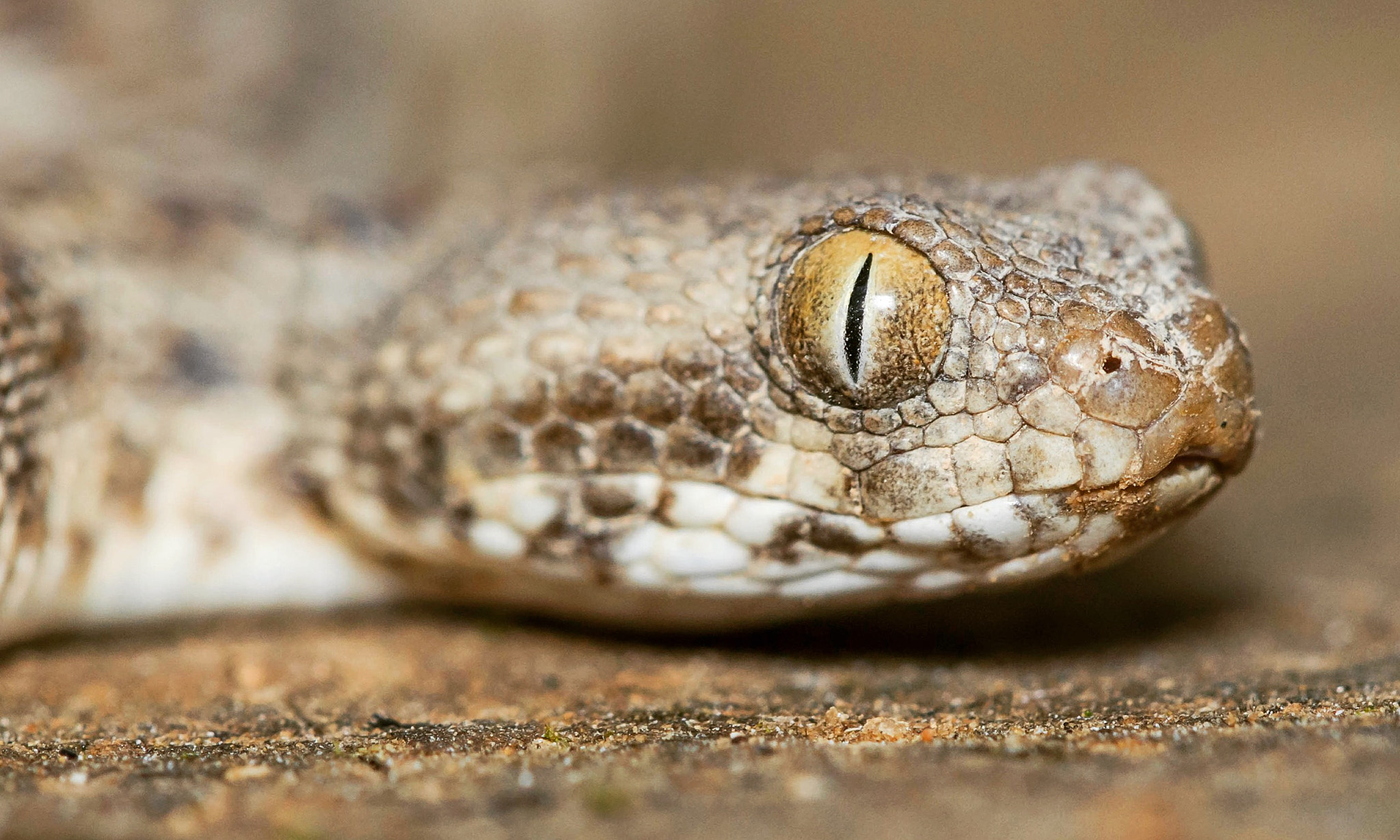 Nikon D5100 + Nikon AF Micro-Nikkor 200mm F4D ED-IF sample photo. Saw-scale viper. don't even think about it ! photography
