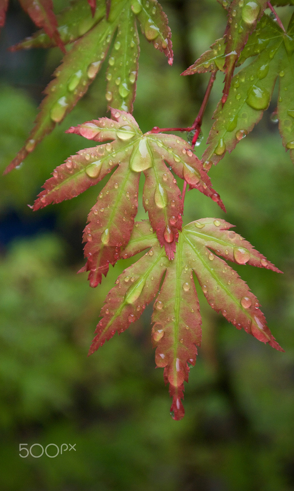 Nikon 1 J2 sample photo. Spring rain photography