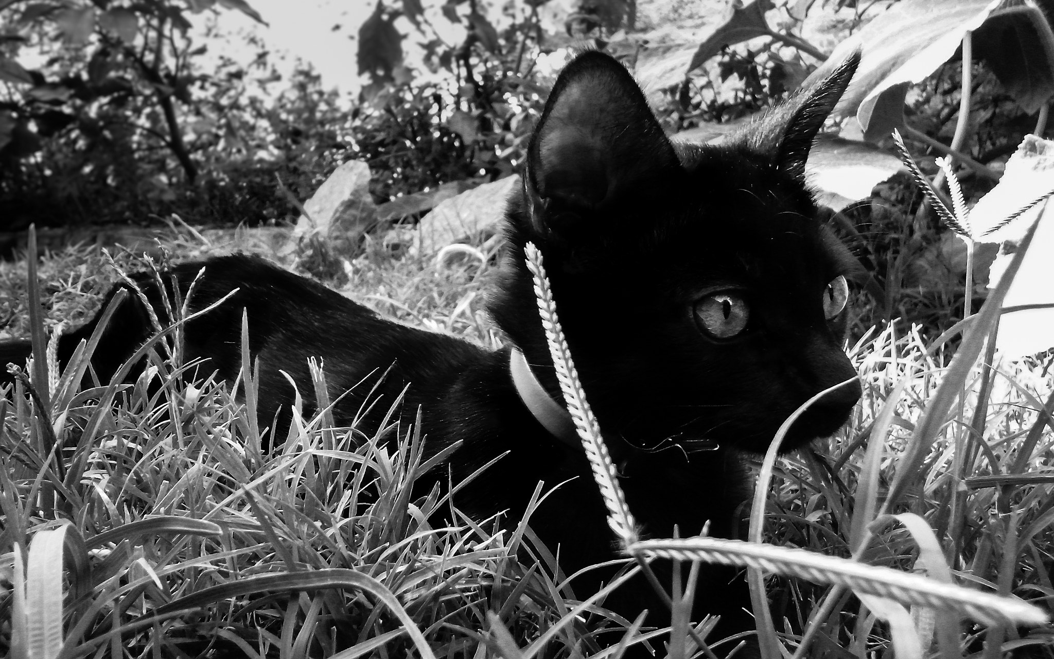 LG OPTIMUS L5 II sample photo. B&w photography