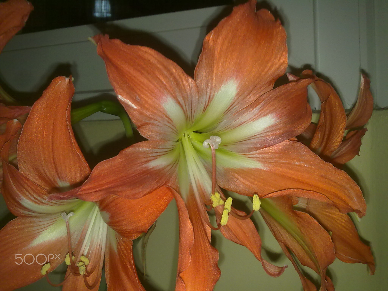 Nokia 5800 Xpres sample photo. Lily macro.jpg photography