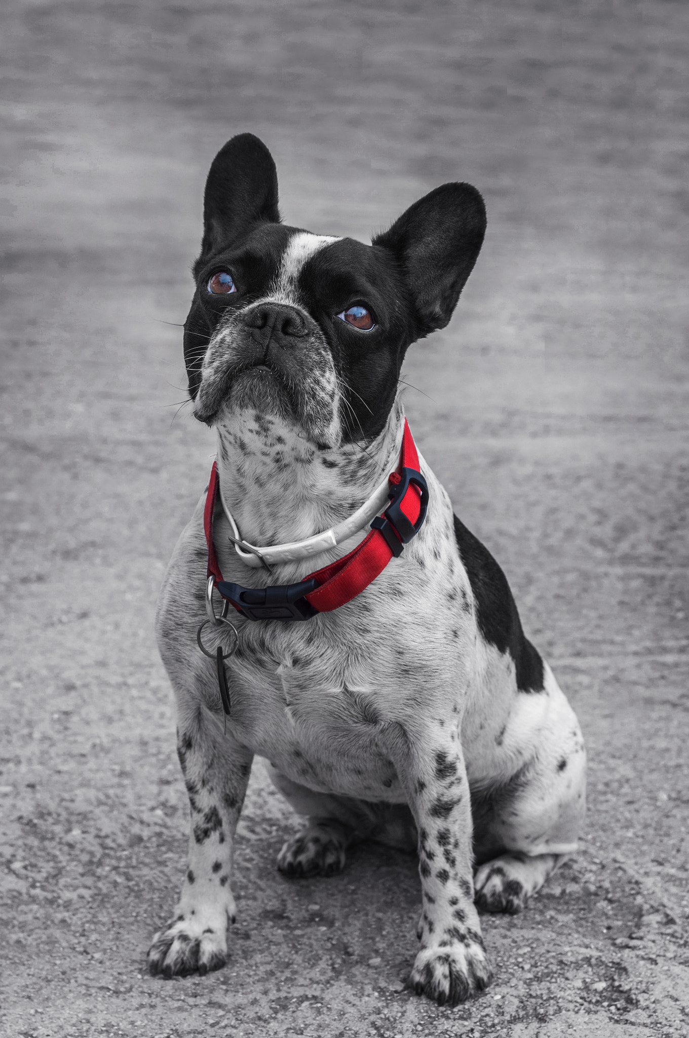french bulldog