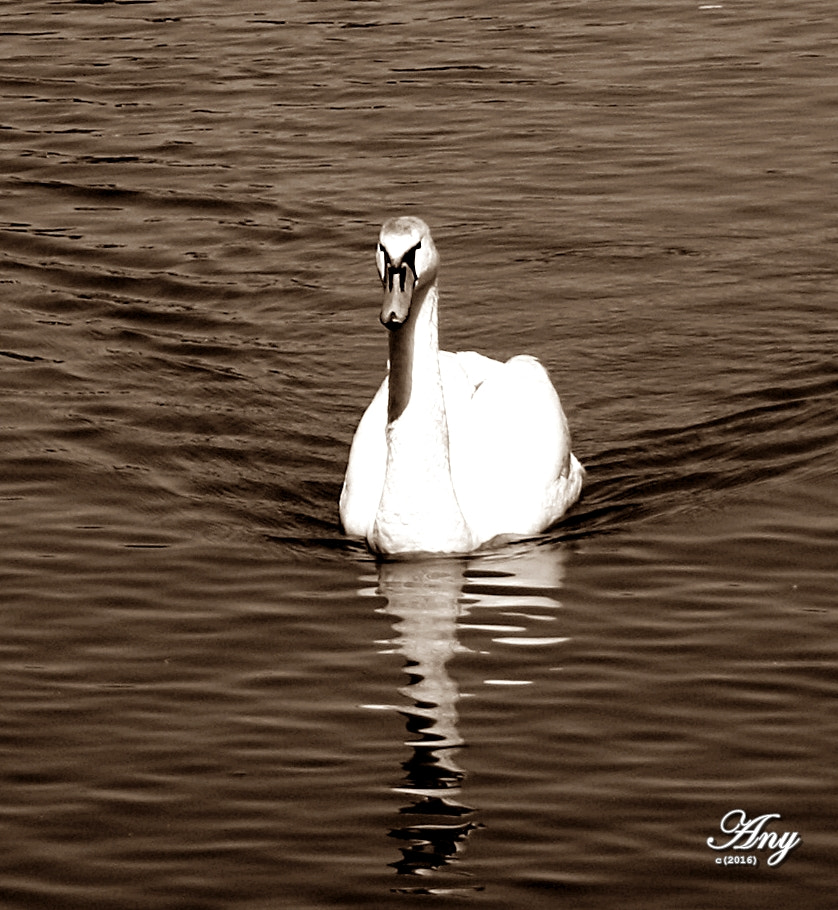 Canon EF-S 18-55mm F3.5-5.6 sample photo. Dunapart photography