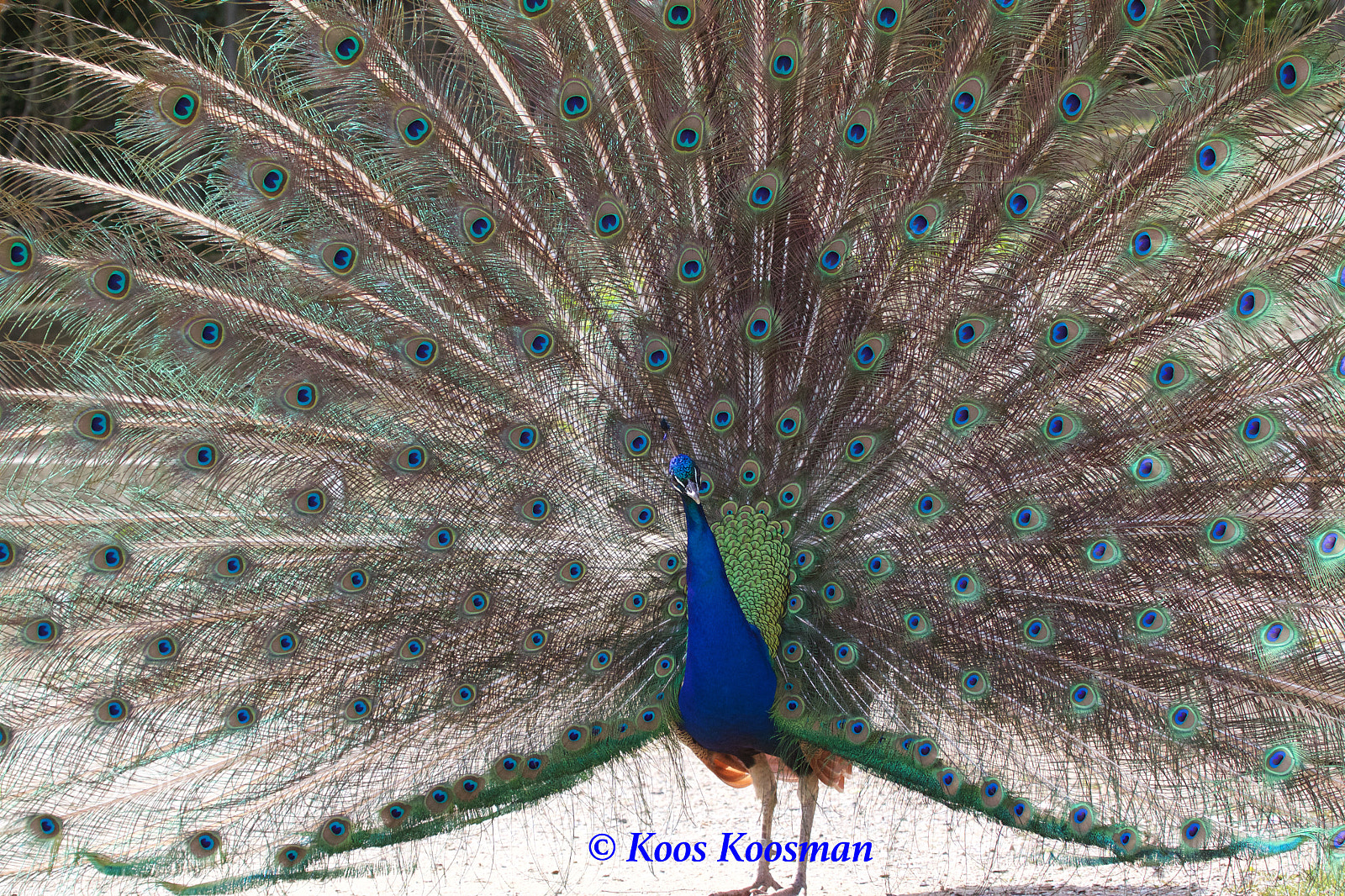Canon EF 100-400mm F4.5-5.6L IS USM sample photo. Mr. peacock photography