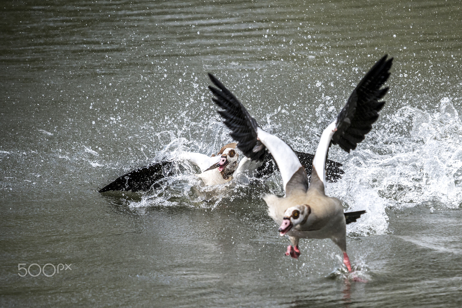 Sigma 50-500mm F4-6.3 EX APO RF HSM sample photo. Drama photography