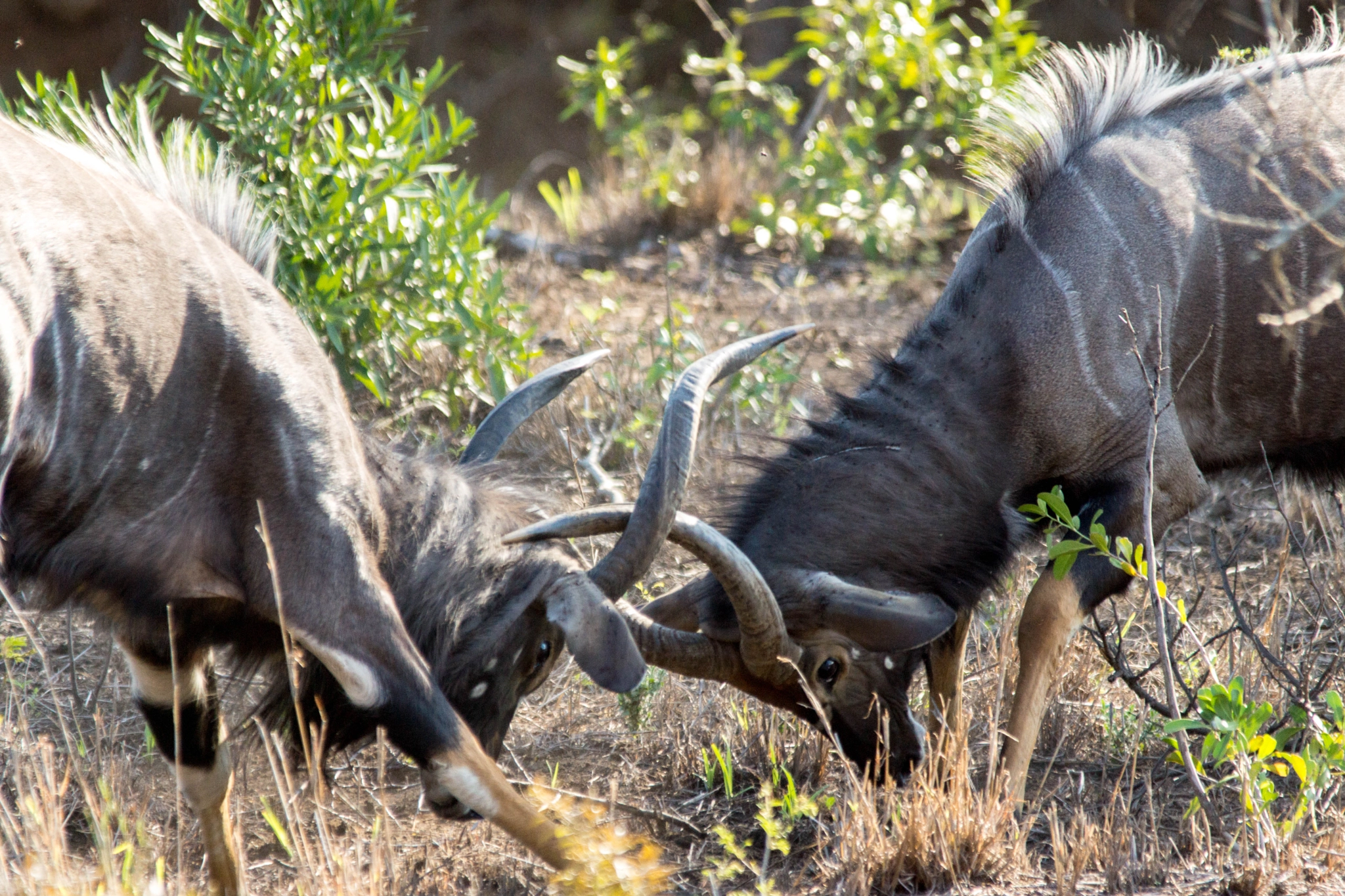 Sony SLT-A77 + Sigma 150-500mm F5-6.3 DG OS HSM sample photo. Nyala's mating season photography