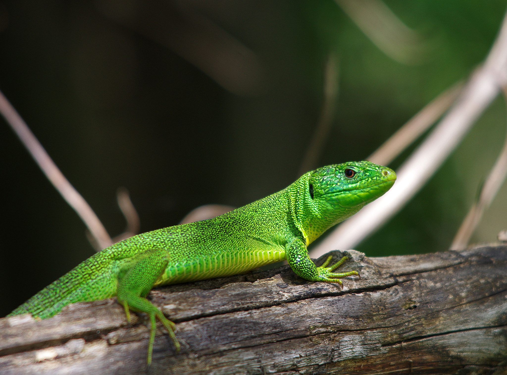 Sigma 70-200mm F2.8 EX DG Macro HSM II sample photo. Green lizard photography