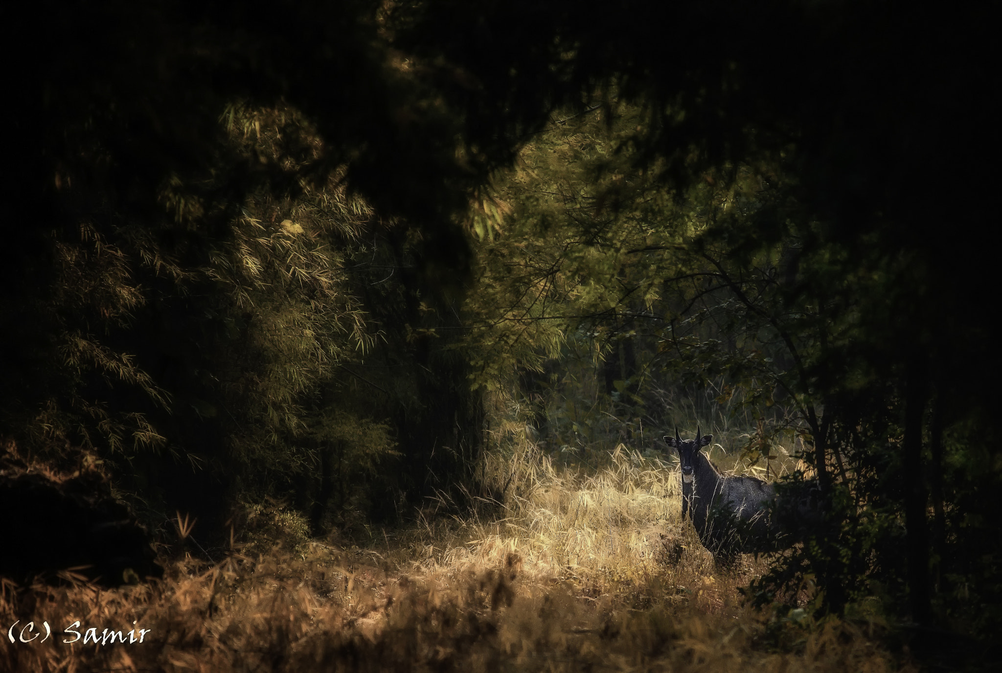 Sigma 150-500mm F5-6.3 DG OS HSM sample photo. Blue bull photography
