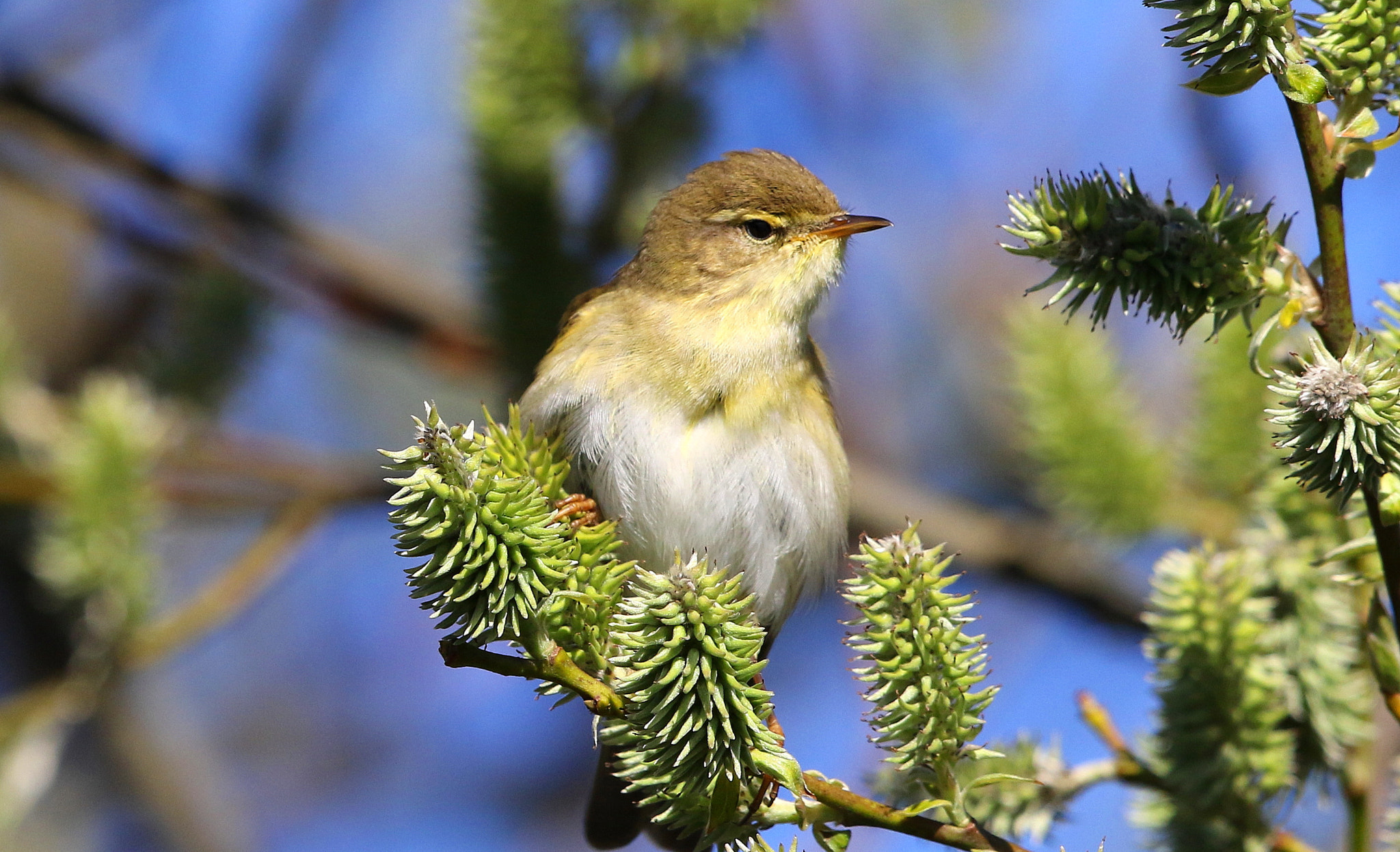 Canon EF 500mm F4L IS II USM sample photo. Willow warbler photography