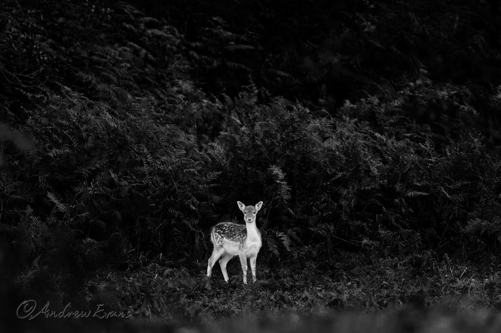 Nikon AF-S Nikkor 400mm F2.8G ED VR II sample photo. Black and white photography