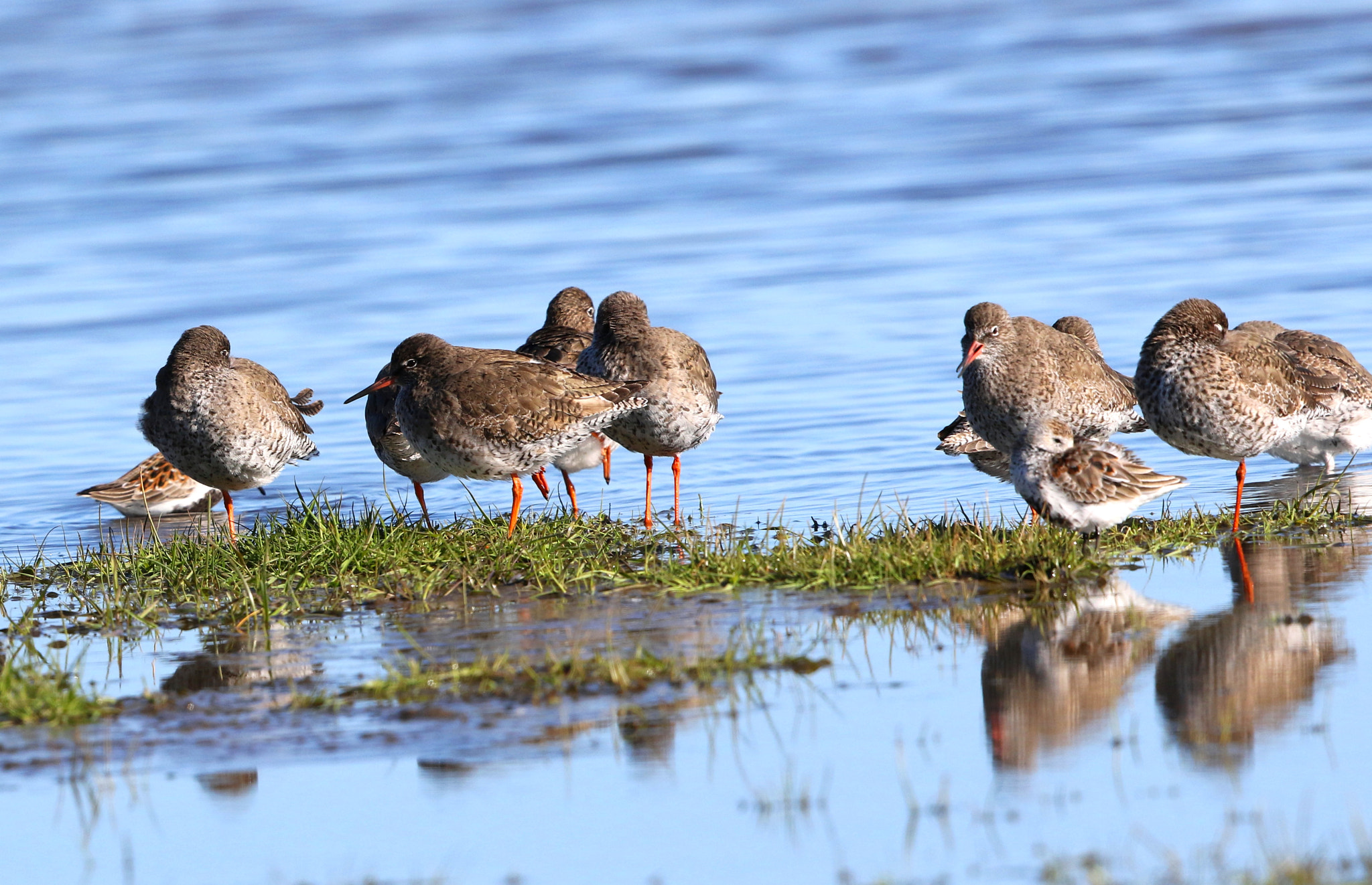 Canon EF 500mm F4L IS II USM sample photo. Red shank and dunlin photography