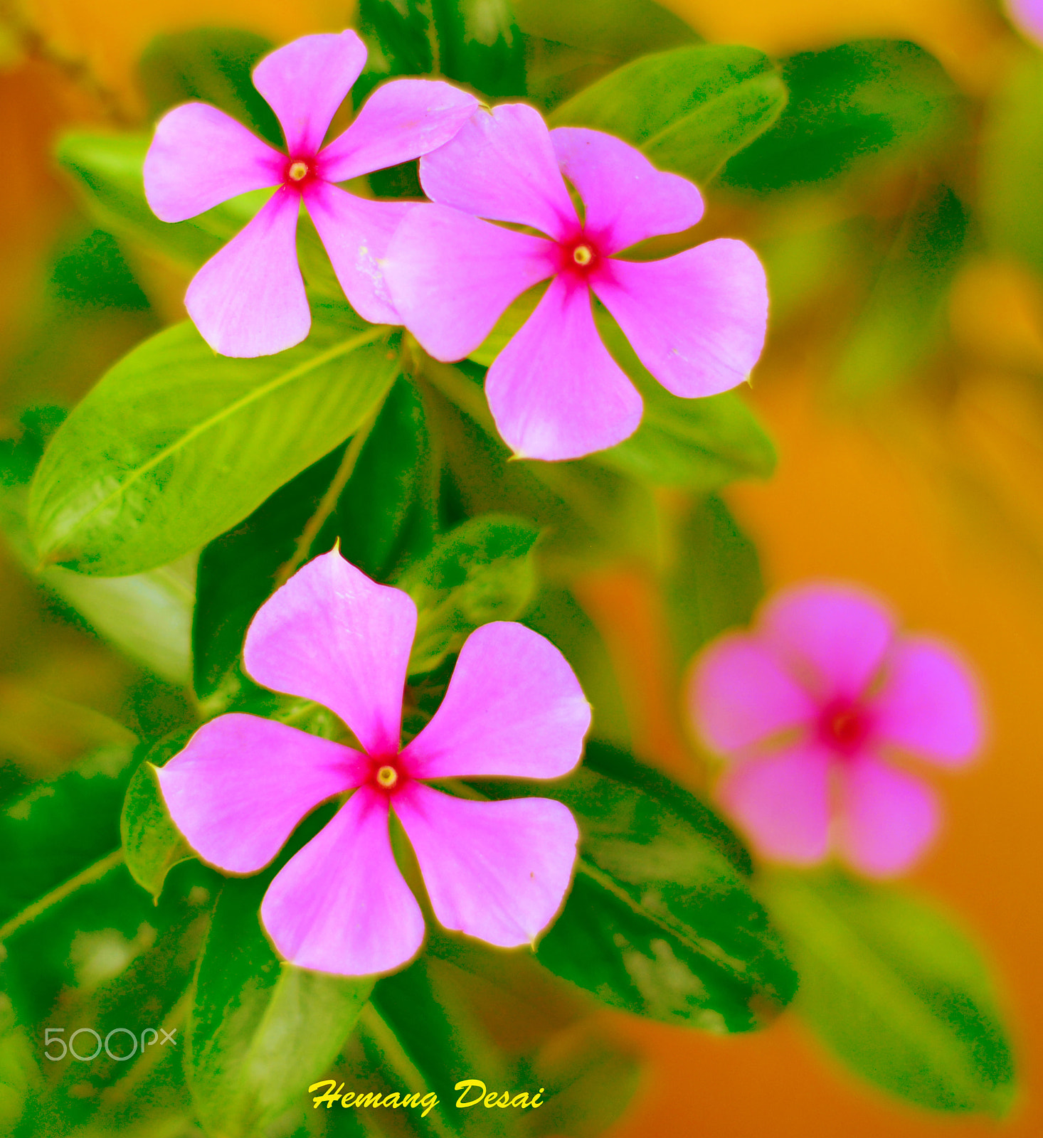 Nikon D5200 + Nikon AF Micro-Nikkor 60mm F2.8D sample photo. Flowers..... photography