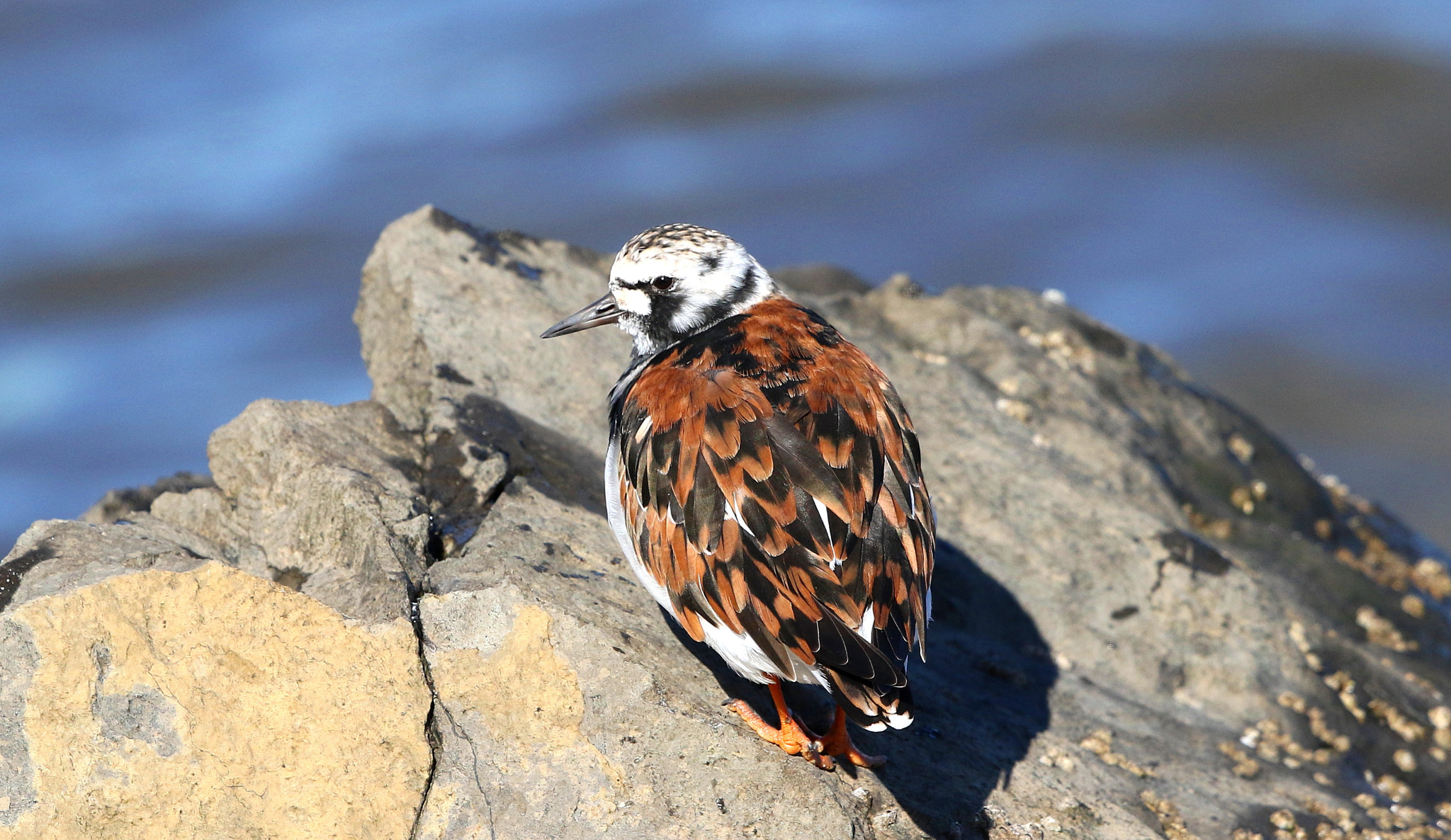 Canon EF 500mm F4L IS II USM sample photo. Turnstone photography
