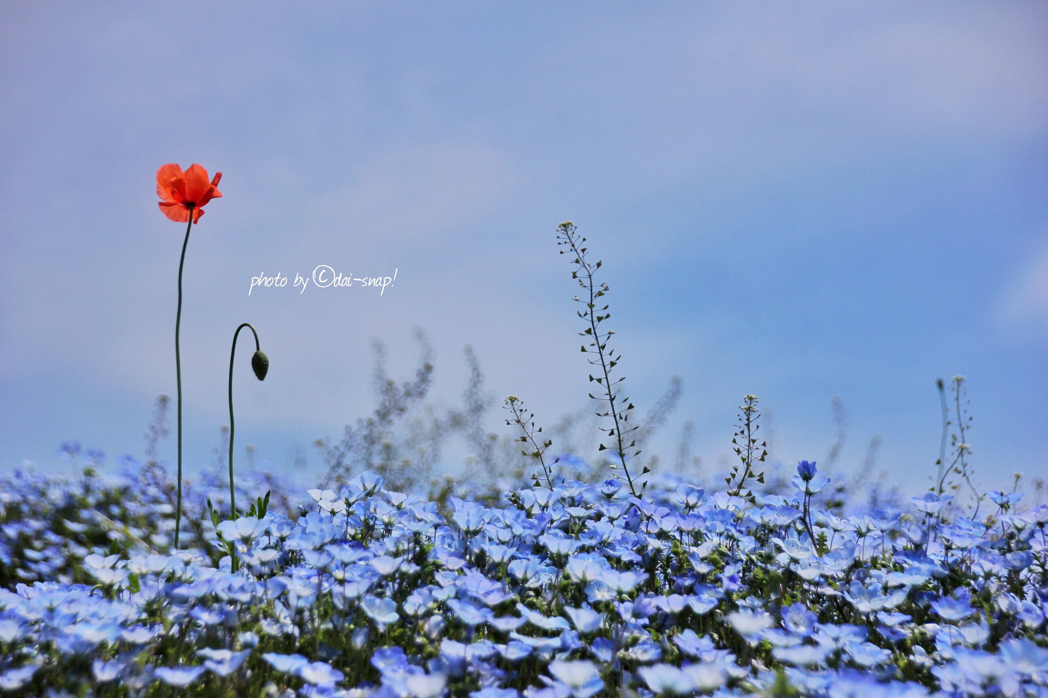 Canon 18-250mm sample photo