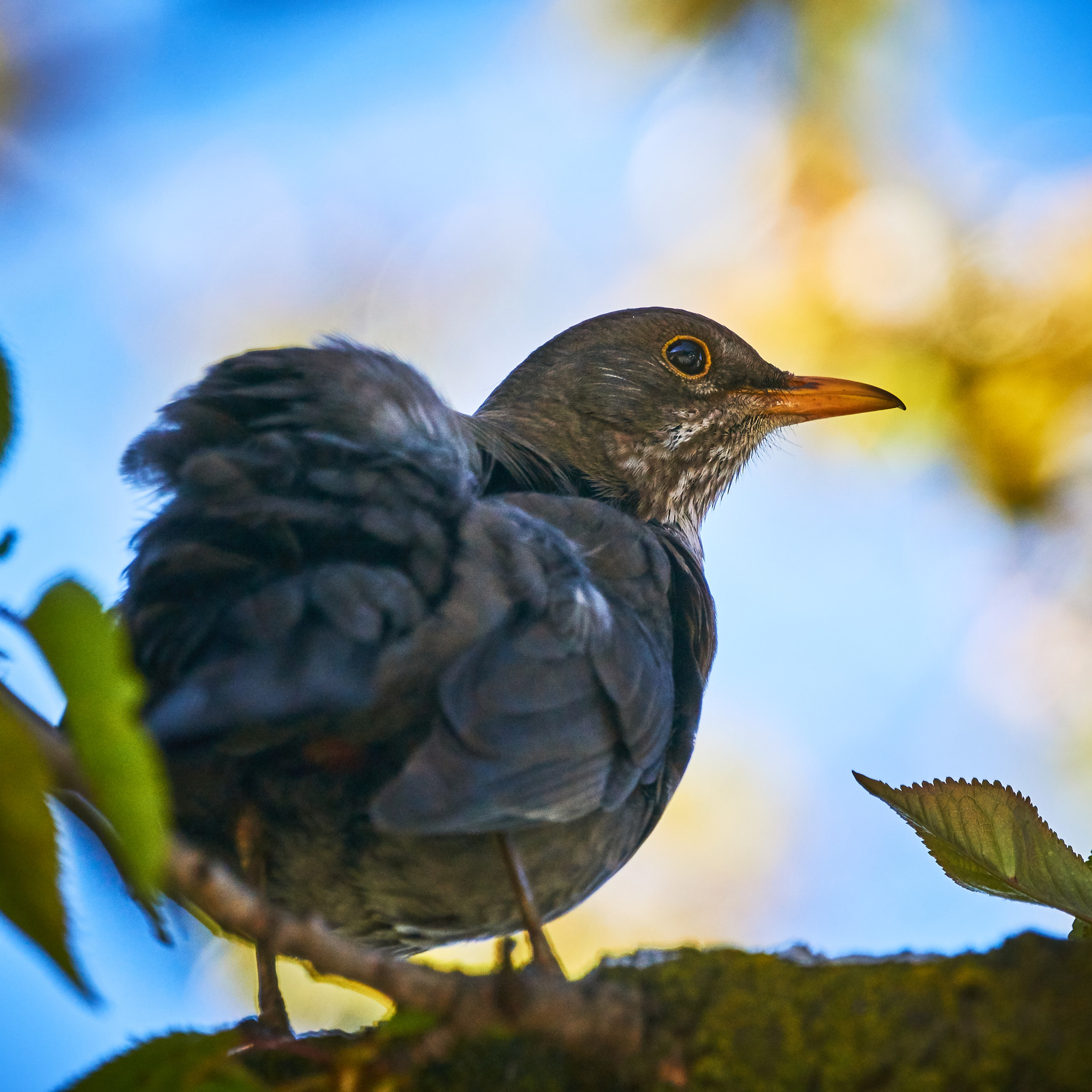 Sony ILCA-77M2 + Sony 70-400mm F4-5.6 G SSM sample photo. Blackbird photography