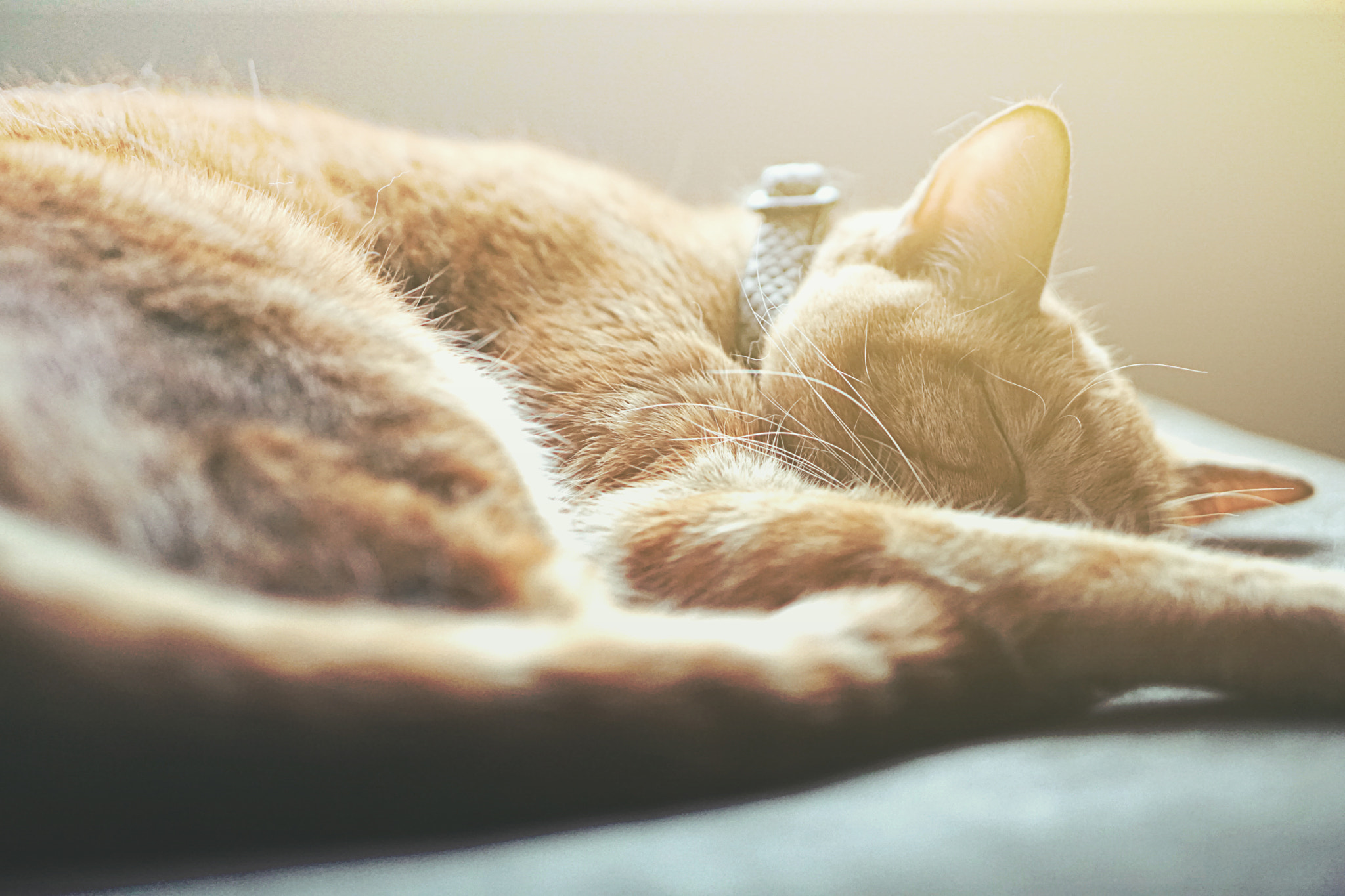 Sony a5100 + E 50mm F1.8 OSS sample photo. Lazy saturday photography