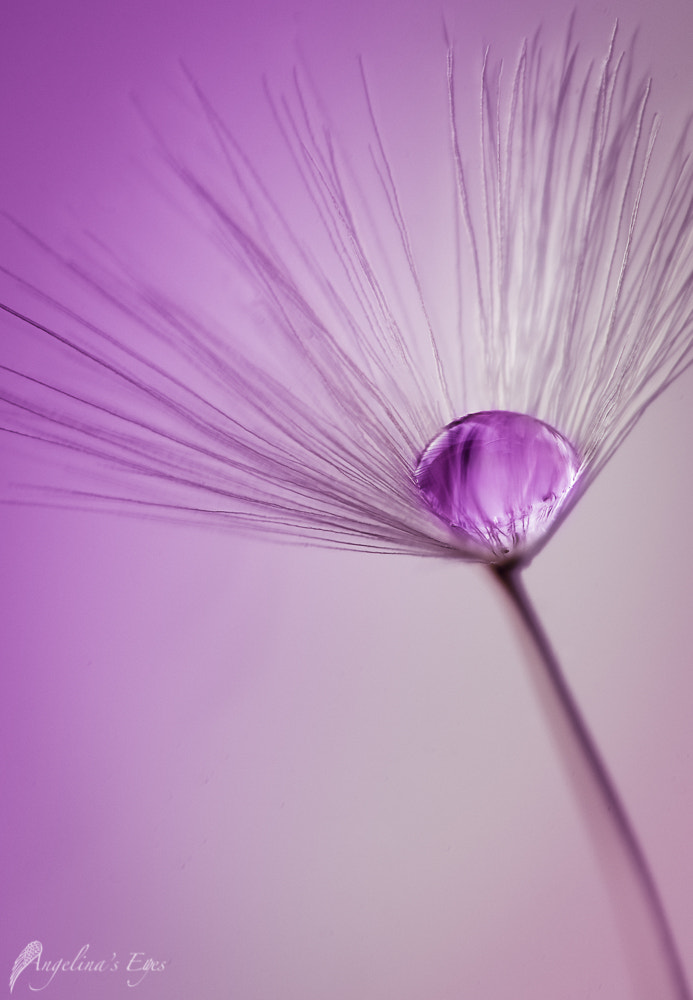 100mm F2.8 G SSM OSS sample photo. Little tiny lila world photography