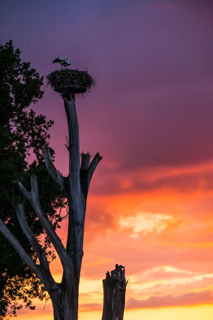 Sony DT 55-300mm F4.5-5.6 SAM sample photo. Storks in the sunset photography