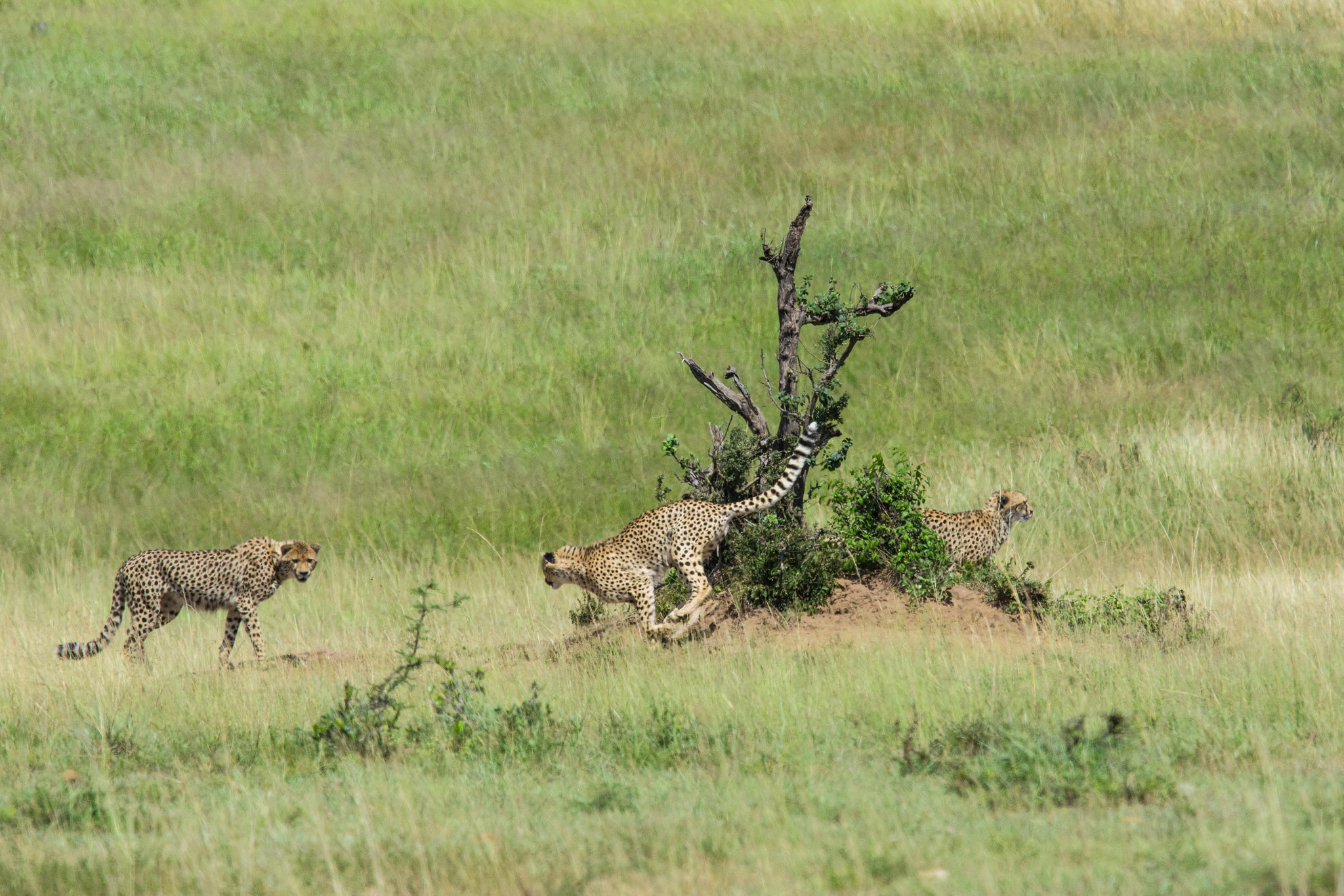 Nikon Nikkor AF-S 300mm F4E PF ED VR sample photo. Fun and games photography