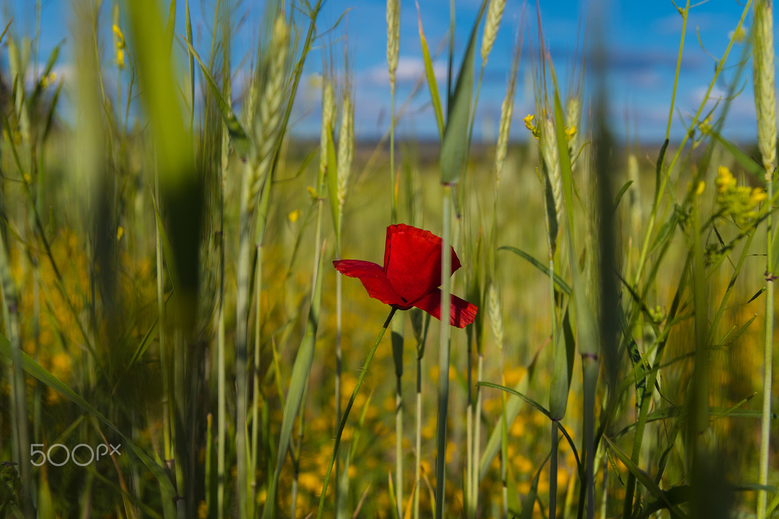 Pentax K-S2 sample photo. Amapola photography