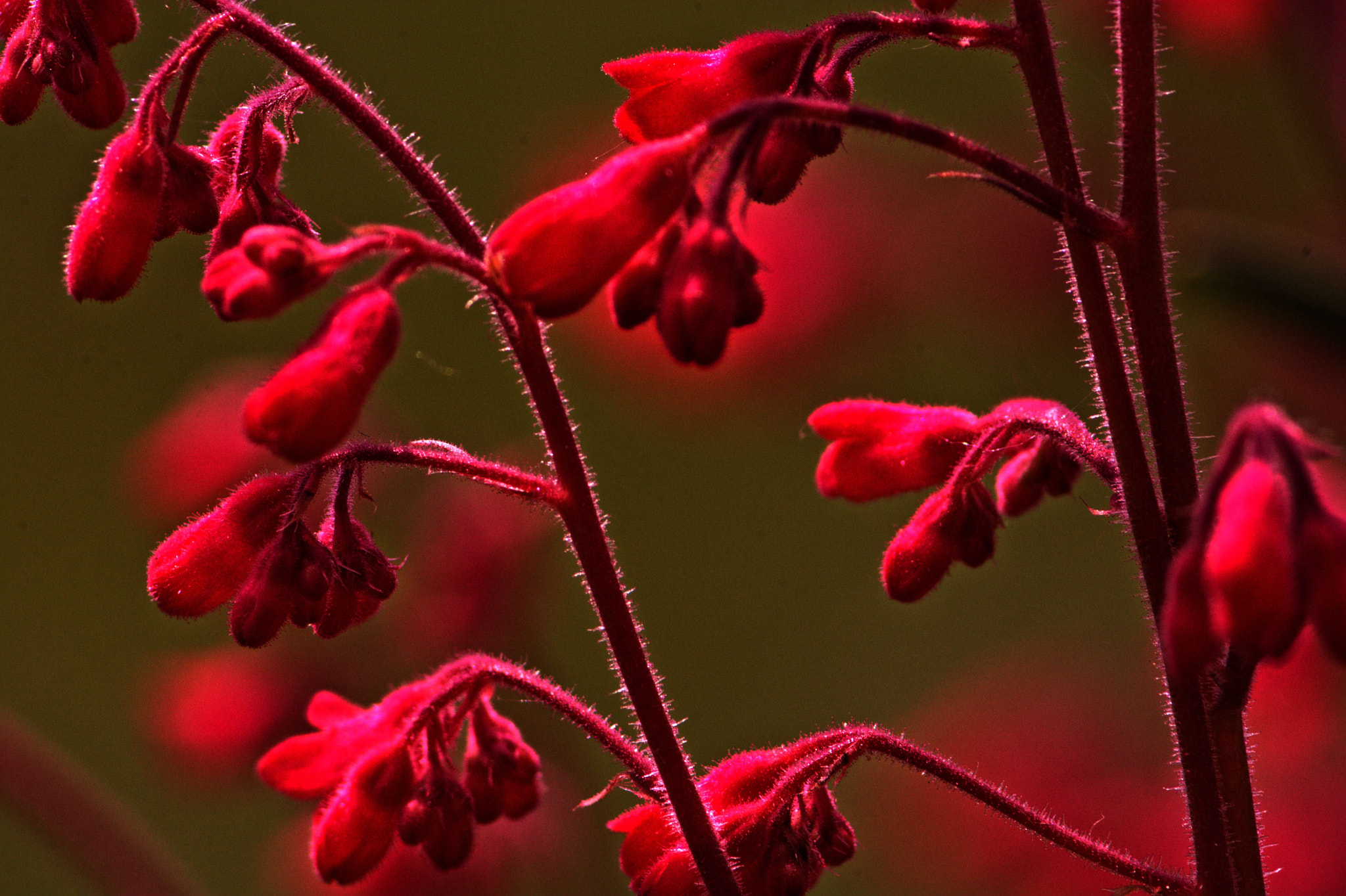 Manual Lens No CPU sample photo. Purpurgloeckchen photography