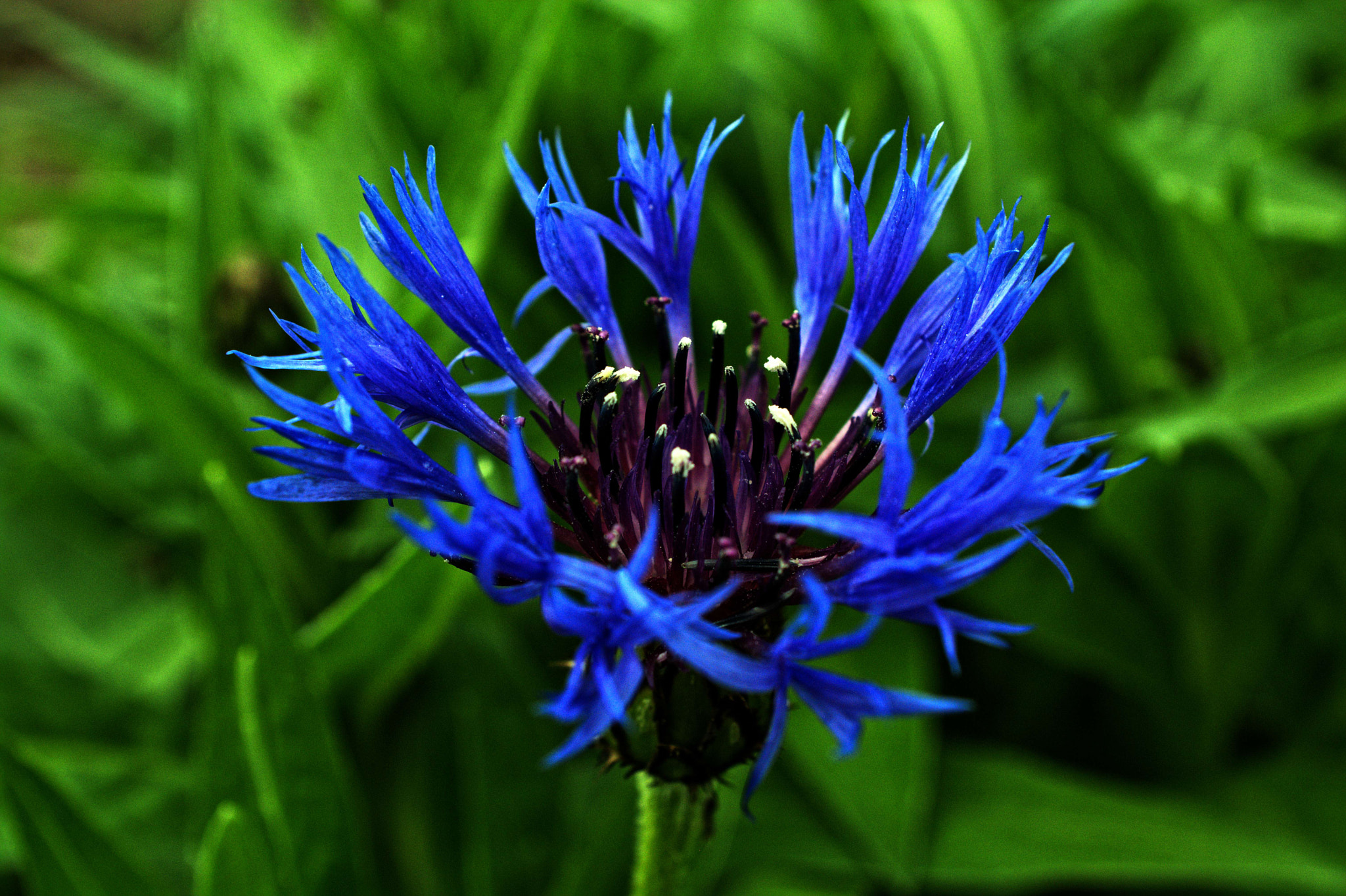 Nikon D7100 + Manual Lens No CPU sample photo. Cornflower photography