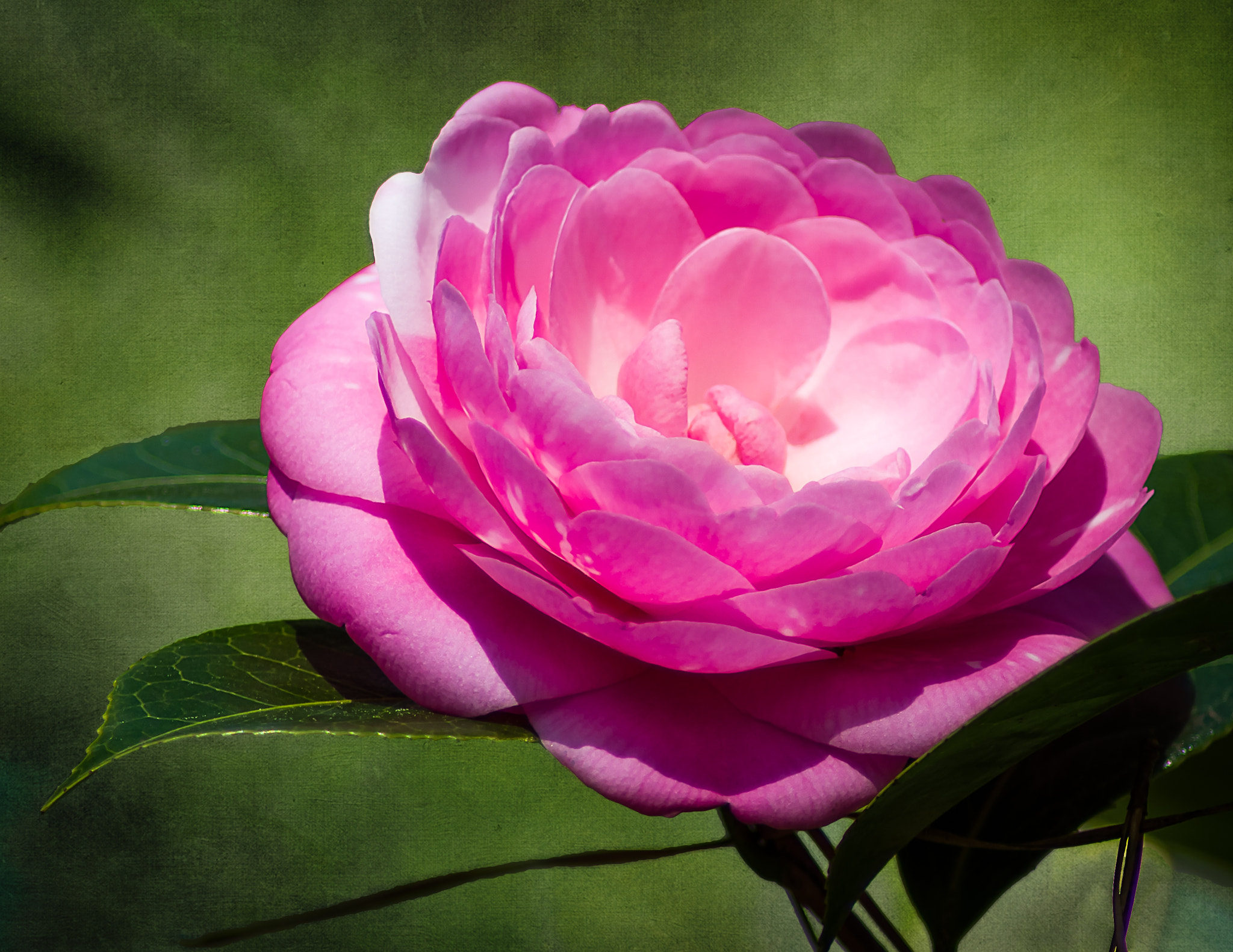 Tamron AF 70-300mm F4-5.6 Di LD Macro sample photo. Peppermint camellia photography