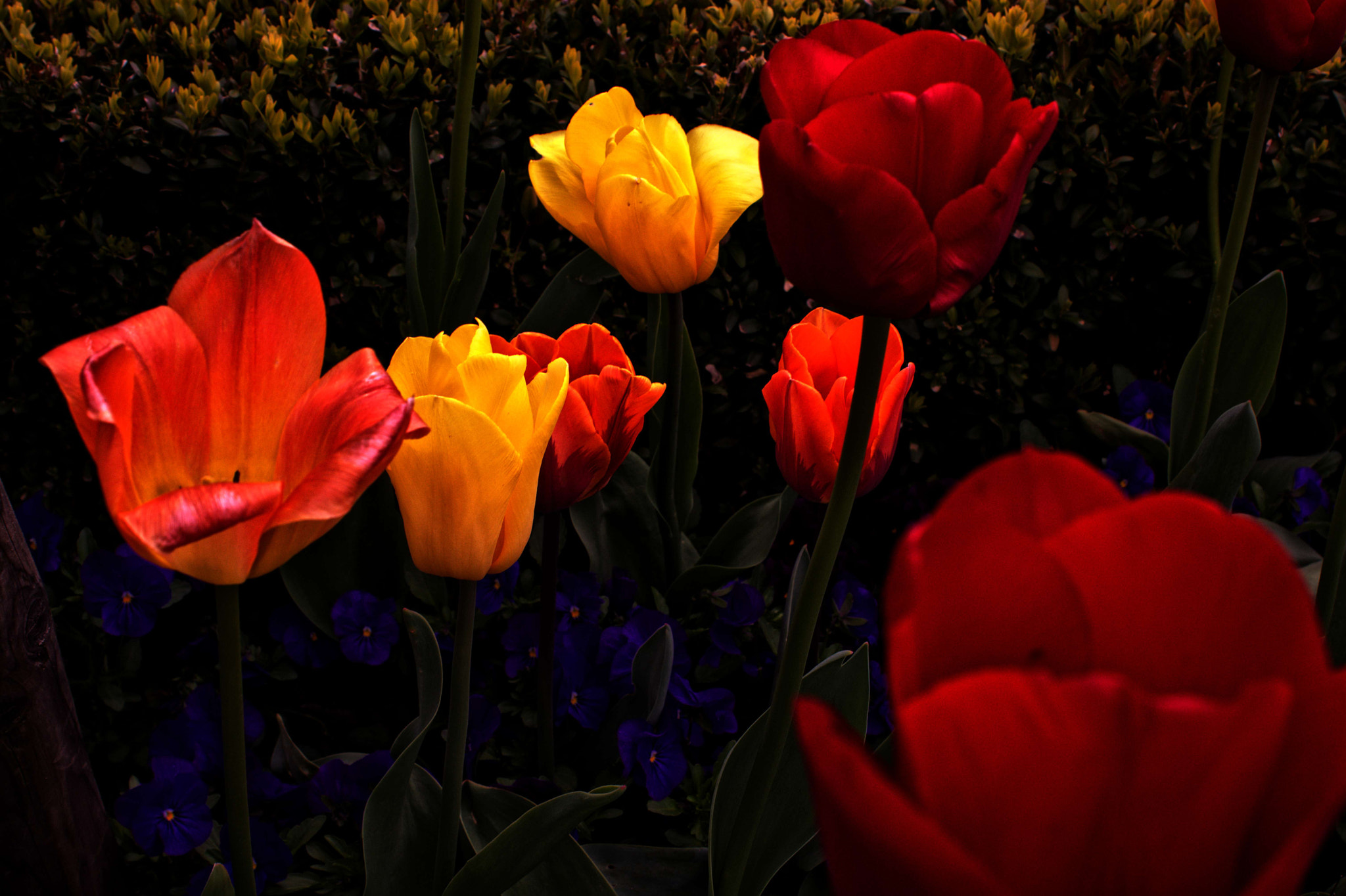 Manual Lens No CPU sample photo. Color-full photography