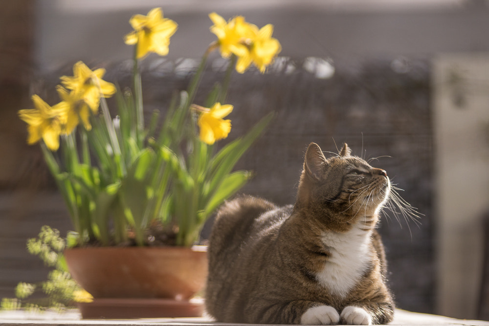 Minolta AF 80-200mm F2.8 HS-APO G sample photo. The sunny side of life photography