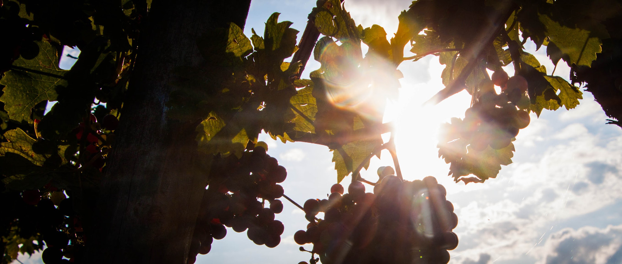 Canon EF-S 18-135mm F3.5-5.6 IS STM sample photo. Godrays over the vineyard photography