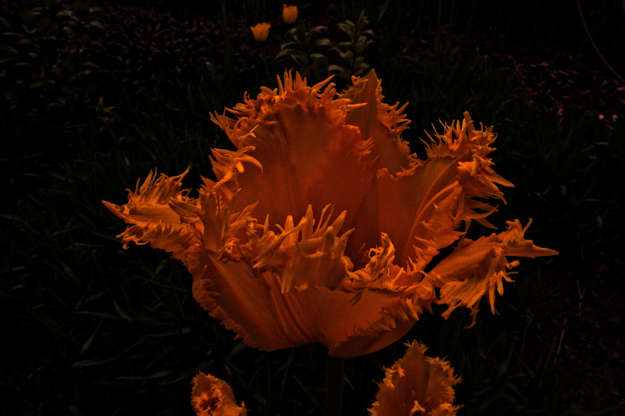 Manual Lens No CPU sample photo. Very special yellow tulip photography