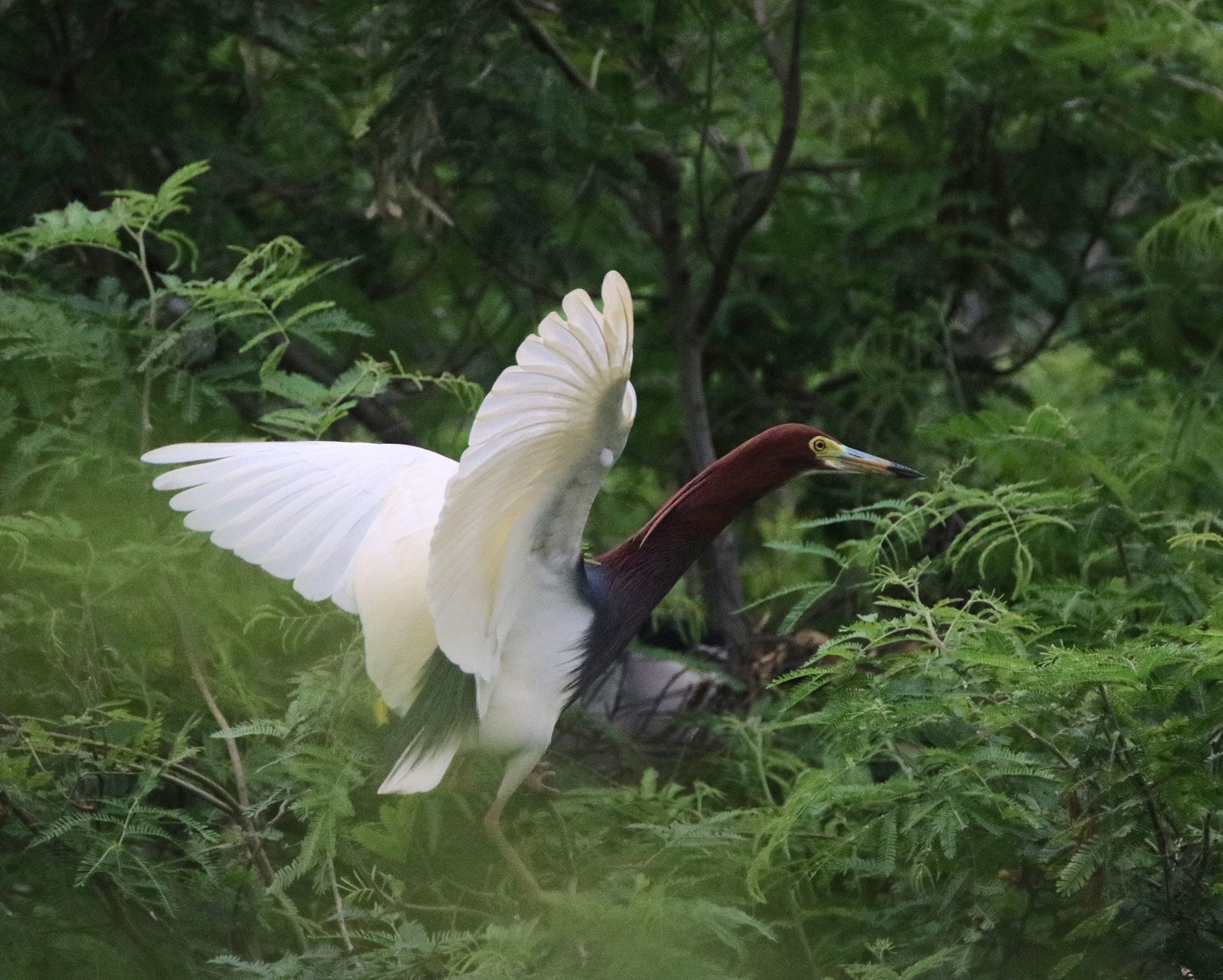 Canon EOS 750D (EOS Rebel T6i / EOS Kiss X8i) sample photo. Flying home photography
