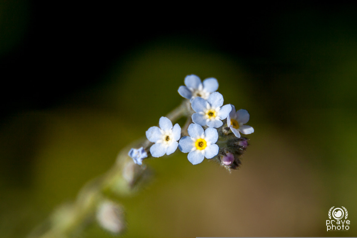 Canon EOS 50D + Sigma 18-250mm F3.5-6.3 DC OS HSM sample photo. Little bouquet photography