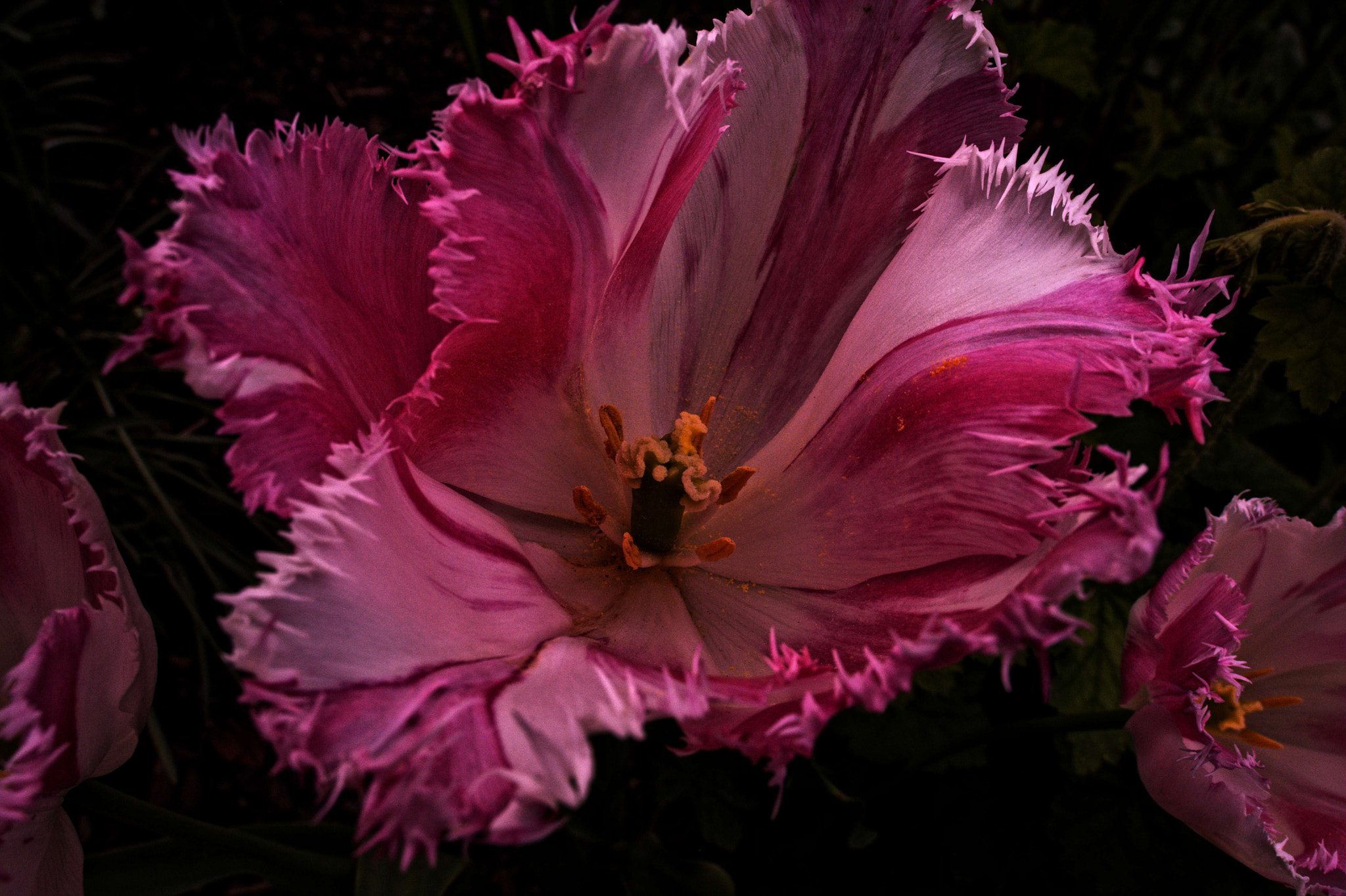 Manual Lens No CPU sample photo. Very special pink-white tulip photography