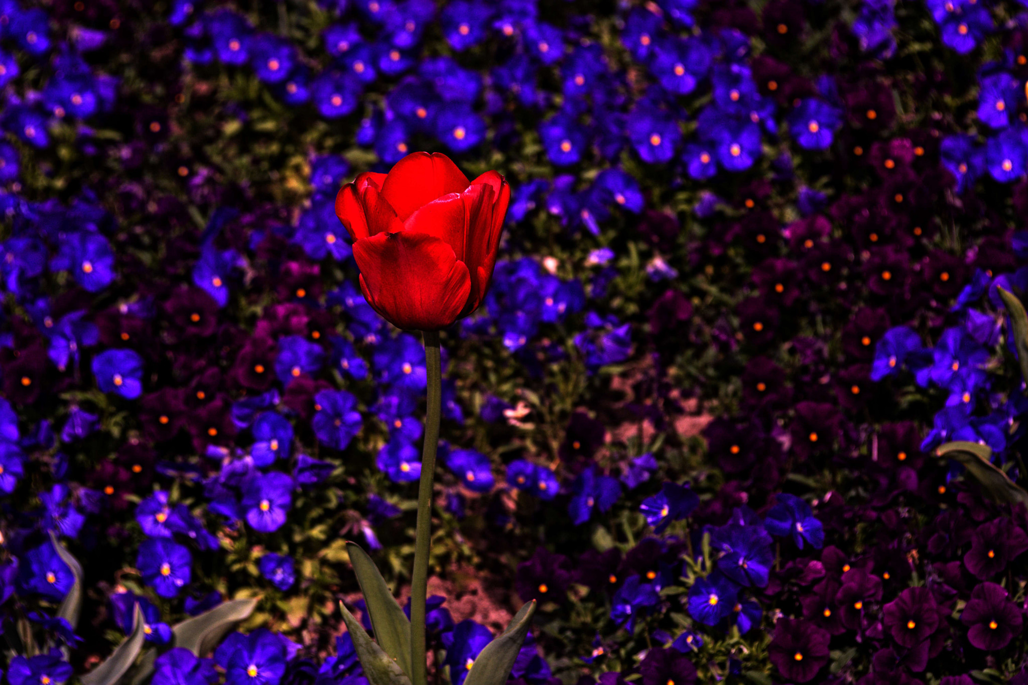 Nikon D7100 + Manual Lens No CPU sample photo. Red and blue photography