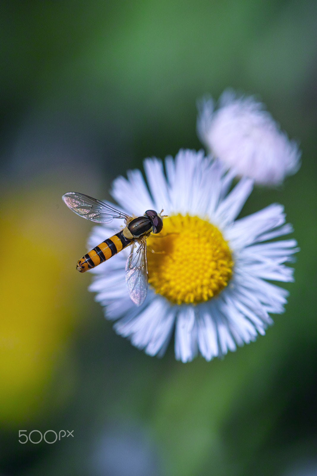 Sigma SD1 sample photo. Landing photography