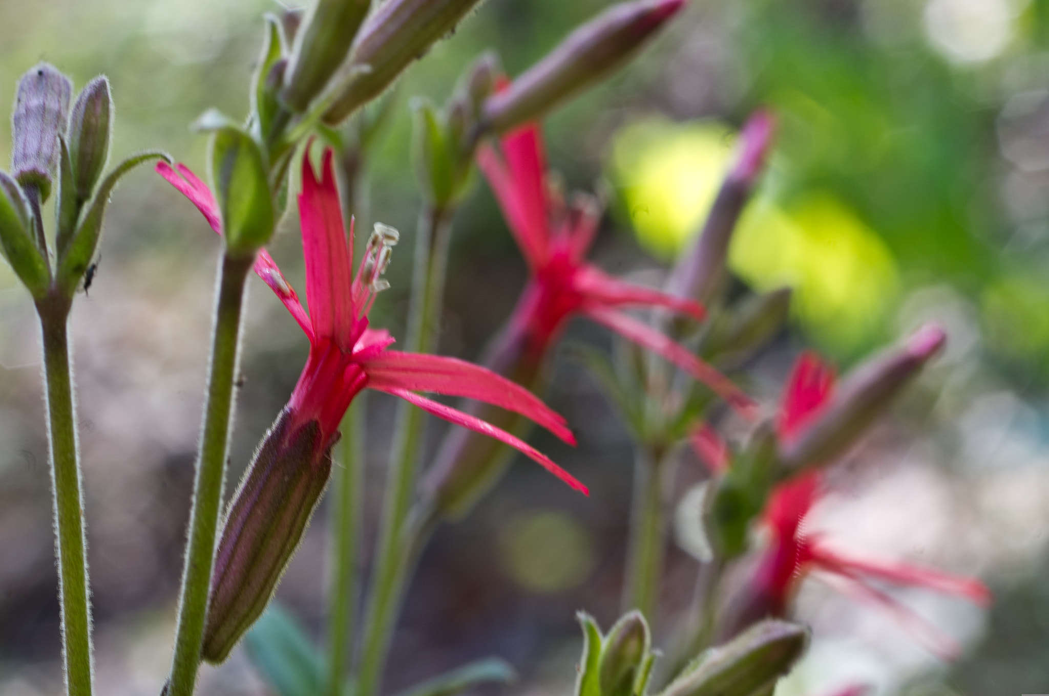 Pentax smc D-FA 50mm F2.8 Macro sample photo. 26124698014.jpg photography