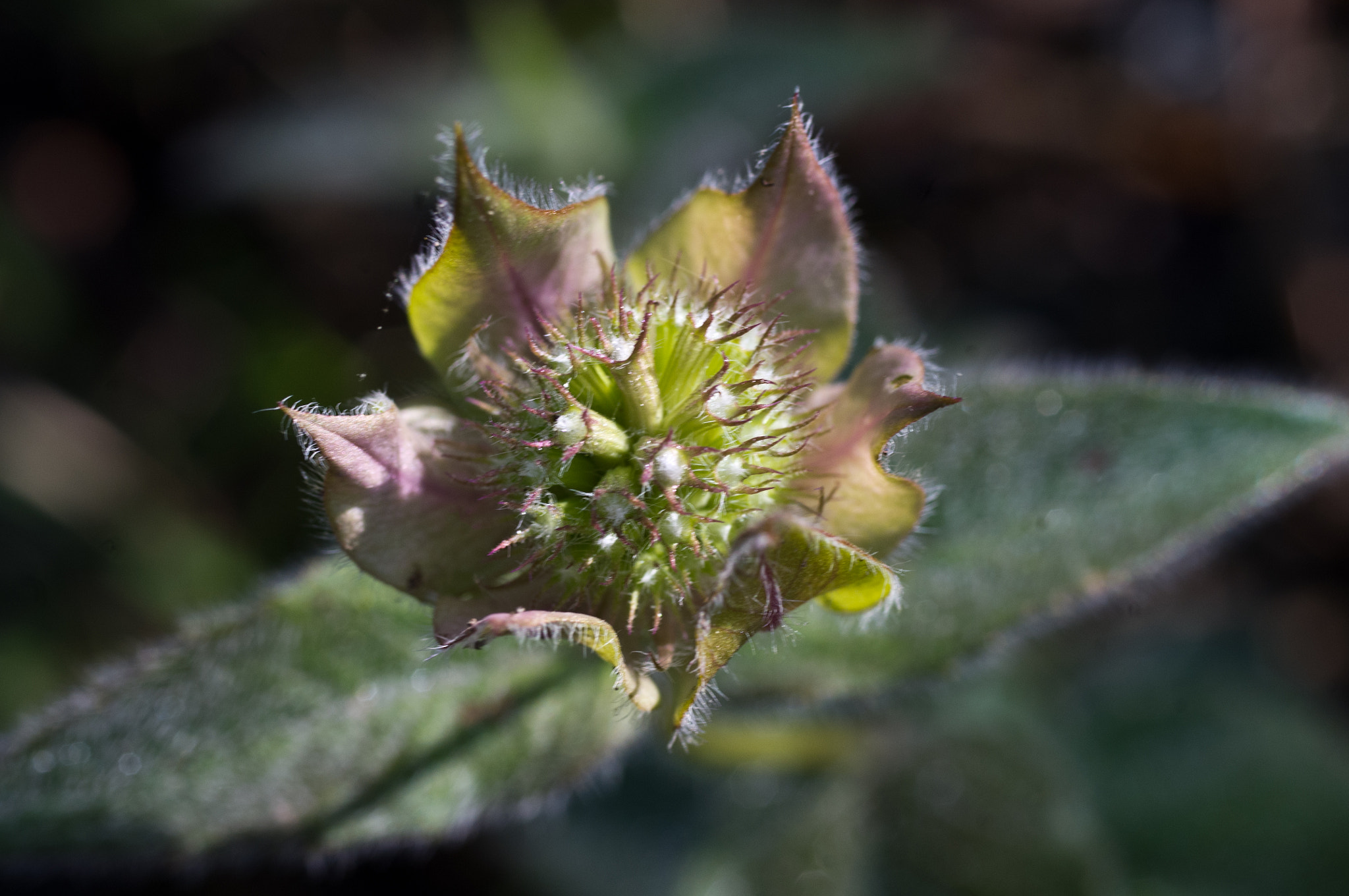 Pentax K-x sample photo. Bud opening up photography