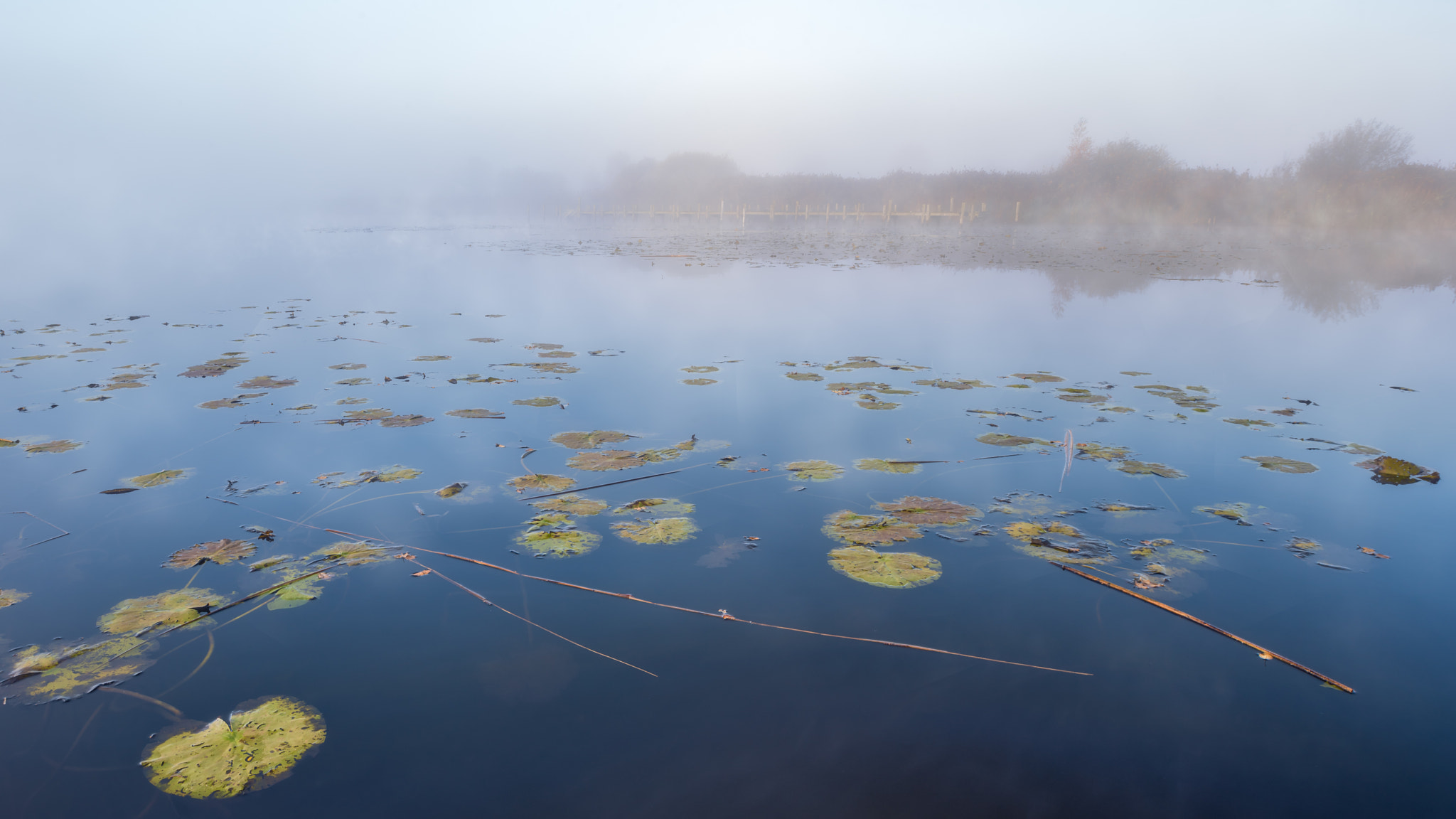 Nikon D750 + Nikon PC-E Nikkor 24mm F3.5D ED Tilt-Shift sample photo. Ringselven in the mist photography