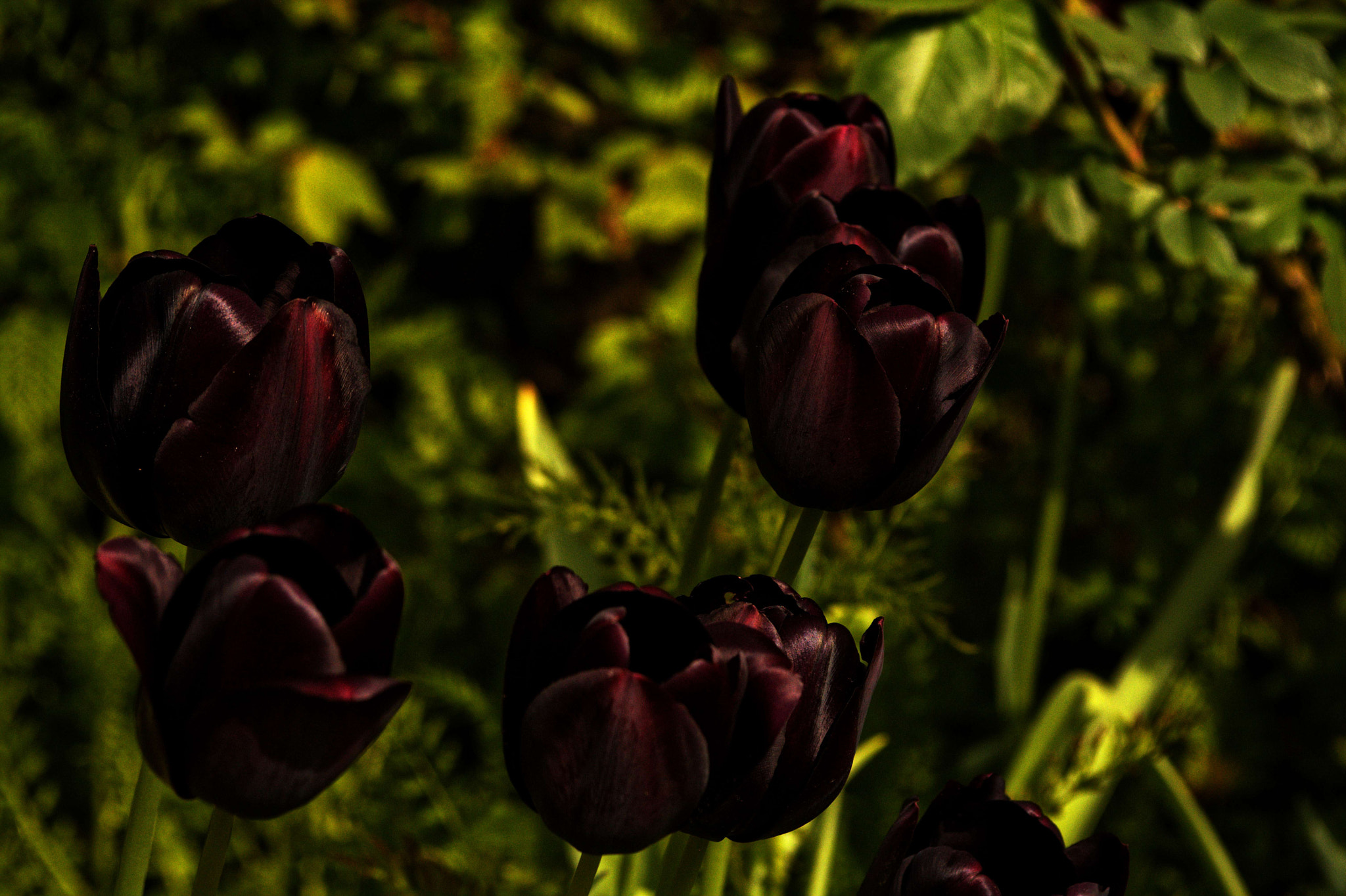 Nikon D7100 + Manual Lens No CPU sample photo. Reddish-black tulips photography