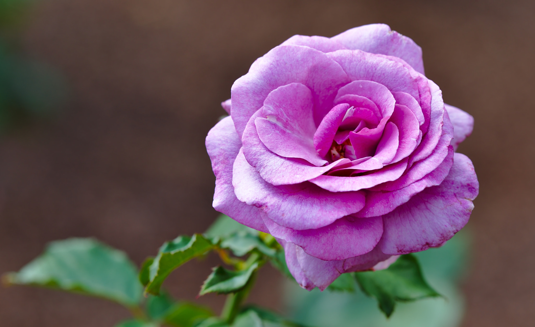 ZEISS Otus 85mm F1.4 sample photo. A pink hybrid tea rose photography