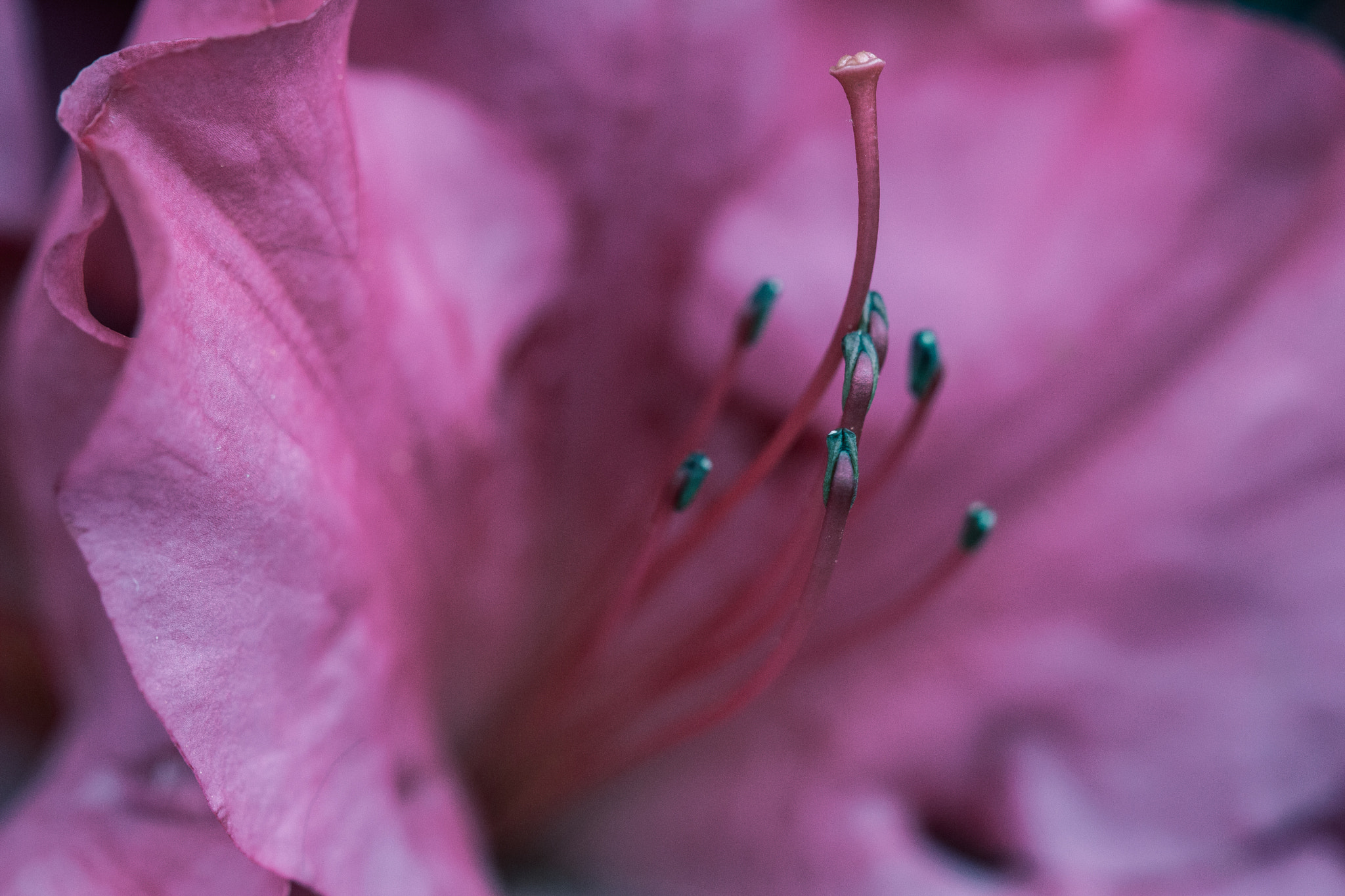 Canon EF 100mm F2.8 Macro USM sample photo. Macro azalea photography