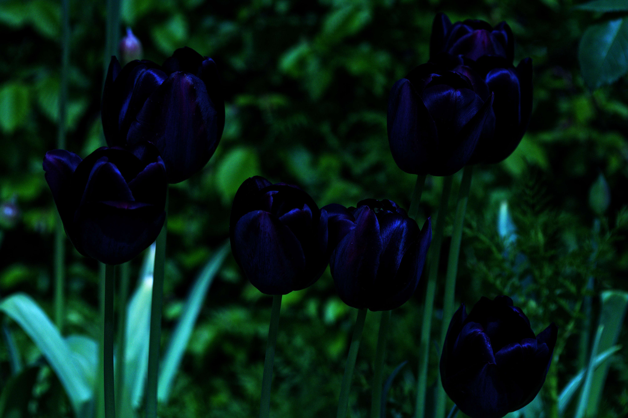 Nikon D7100 + Manual Lens No CPU sample photo. Blue'ish black tulips photography