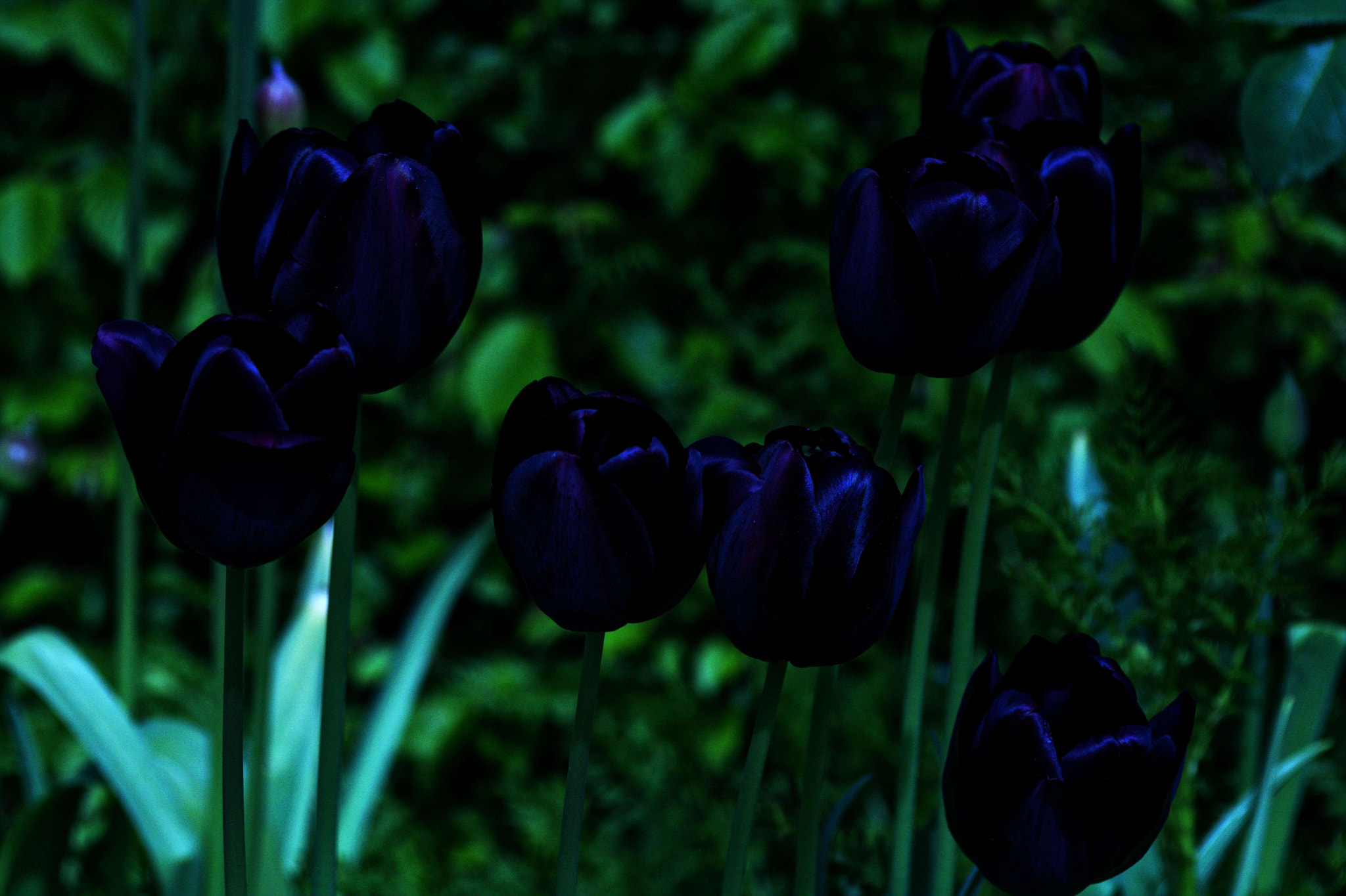 Manual Lens No CPU sample photo. Blue'ish black tulips photography