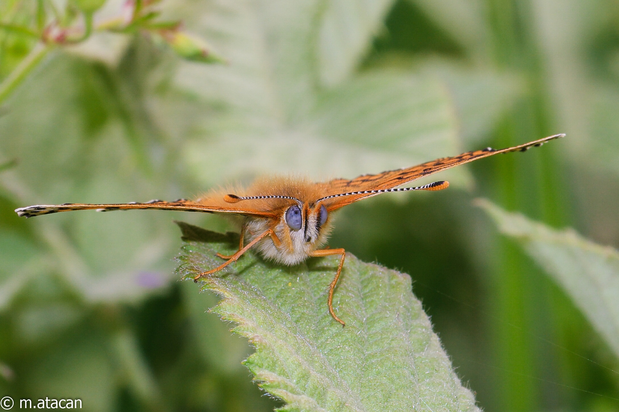 NX 60mm F2.8 Macro sample photo. Cute butterfly photography