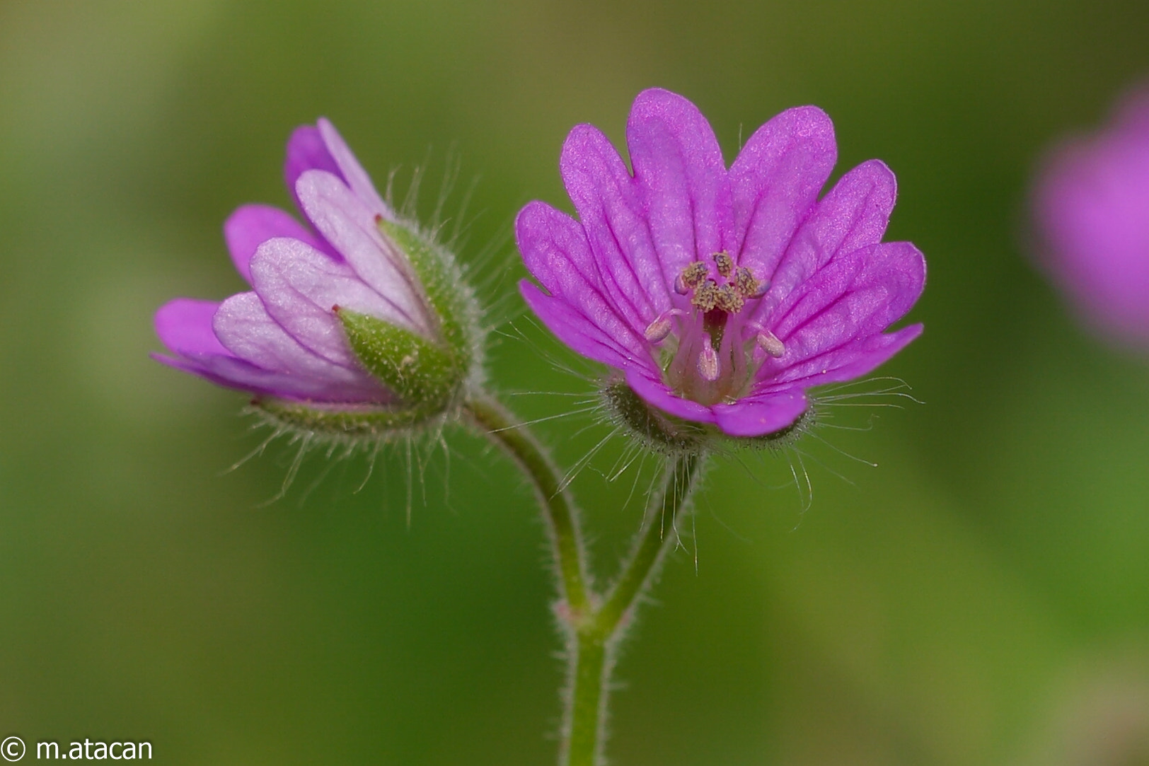 Samsung NX1 + NX 60mm F2.8 Macro sample photo. Little wild flowers photography