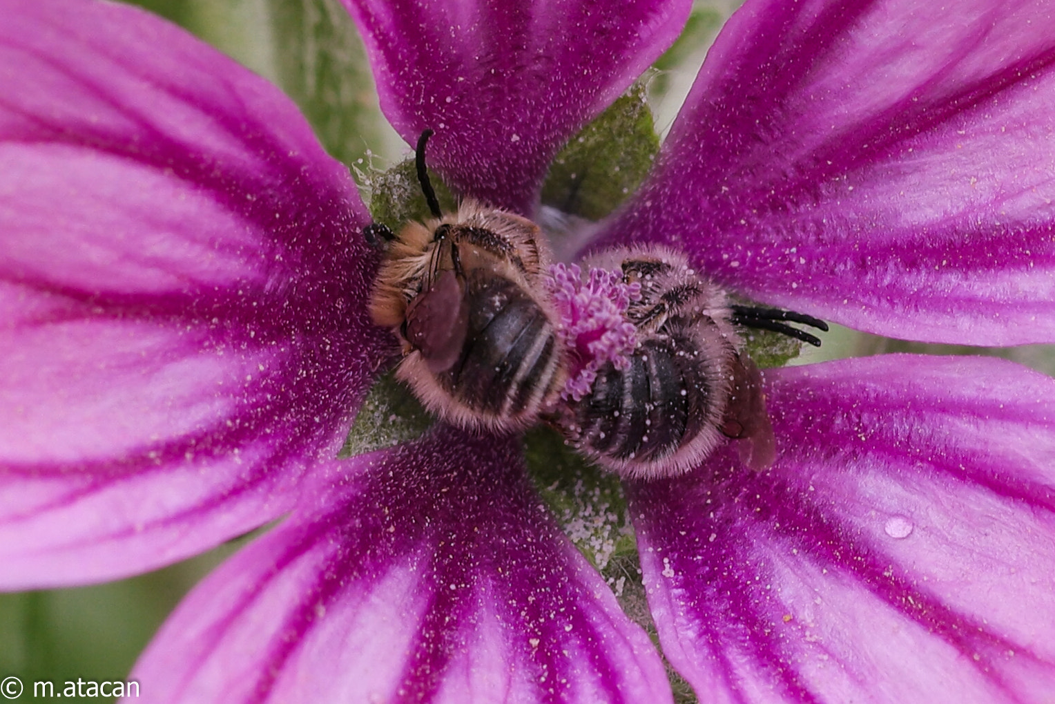NX 60mm F2.8 Macro sample photo. Bees are slepping together photography