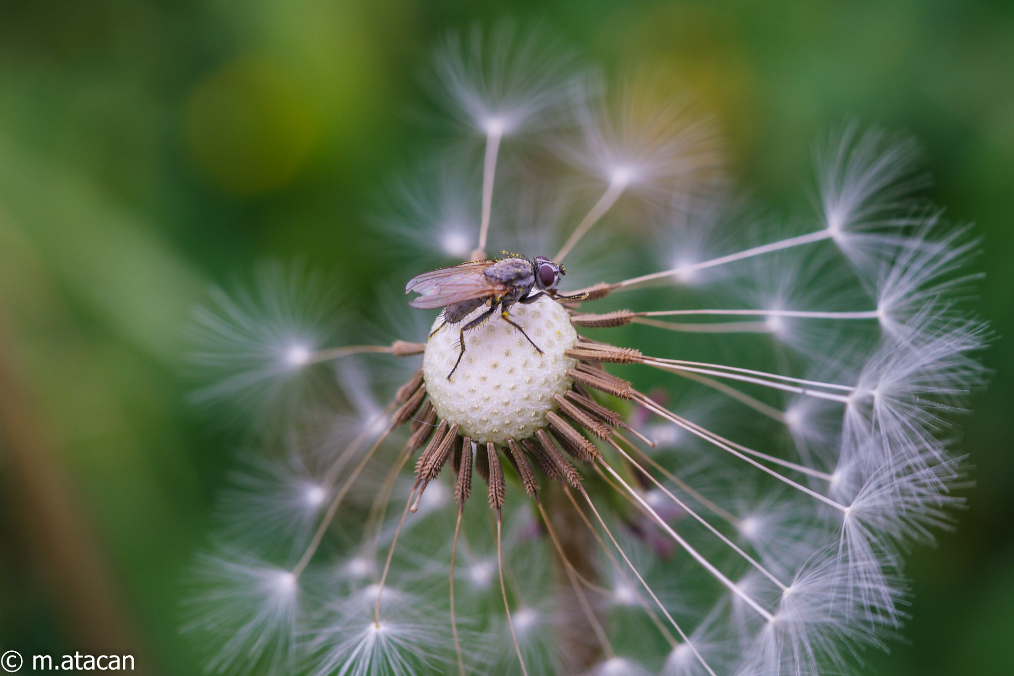 NX 60mm F2.8 Macro sample photo. Fly on dandelion photography