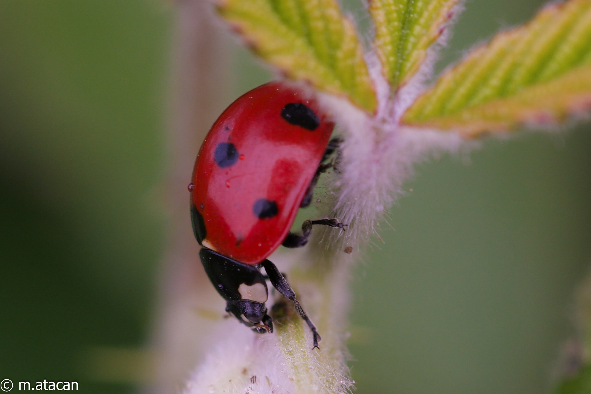 Samsung NX1 + NX 60mm F2.8 Macro sample photo. Ladybug photography